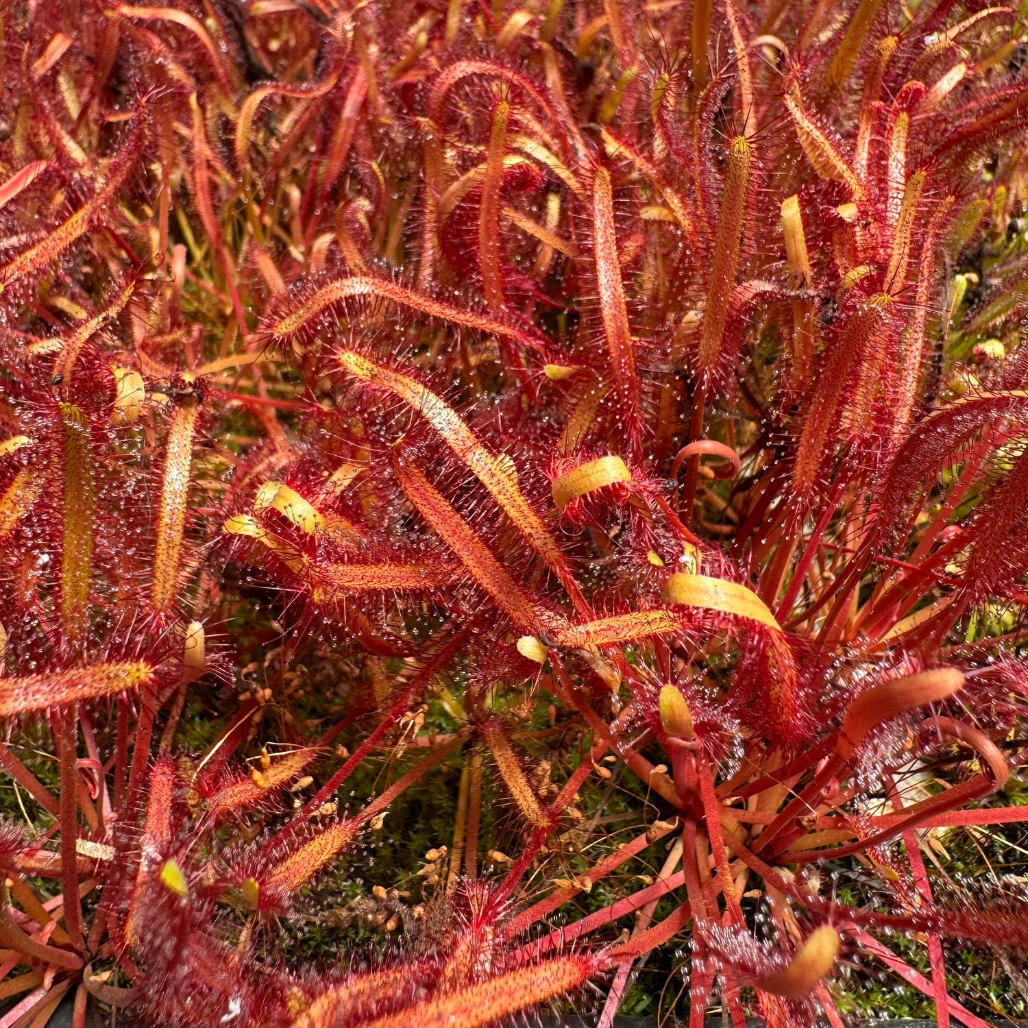 Drosera capensis "Orange Sherbet" Potted