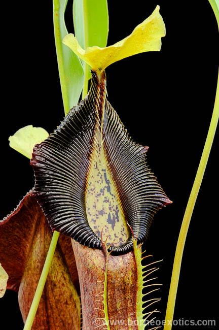Nepenthes singalana 'Belirang' Potted