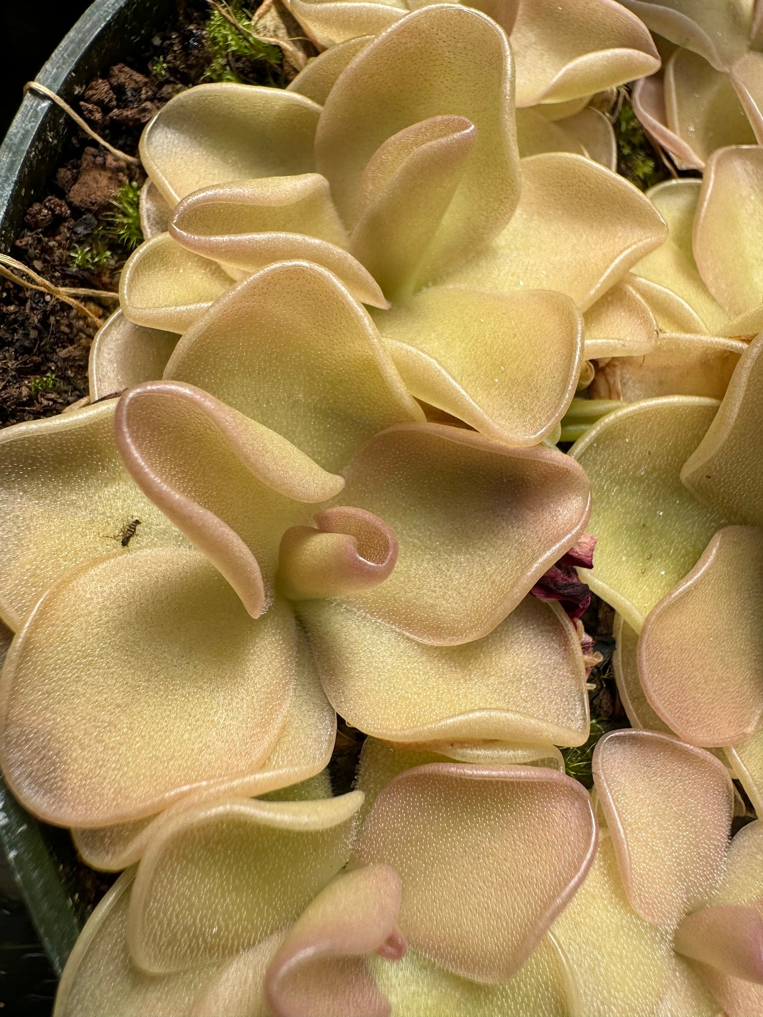 Pinguicula x 'Pirouette' BARE ROOT