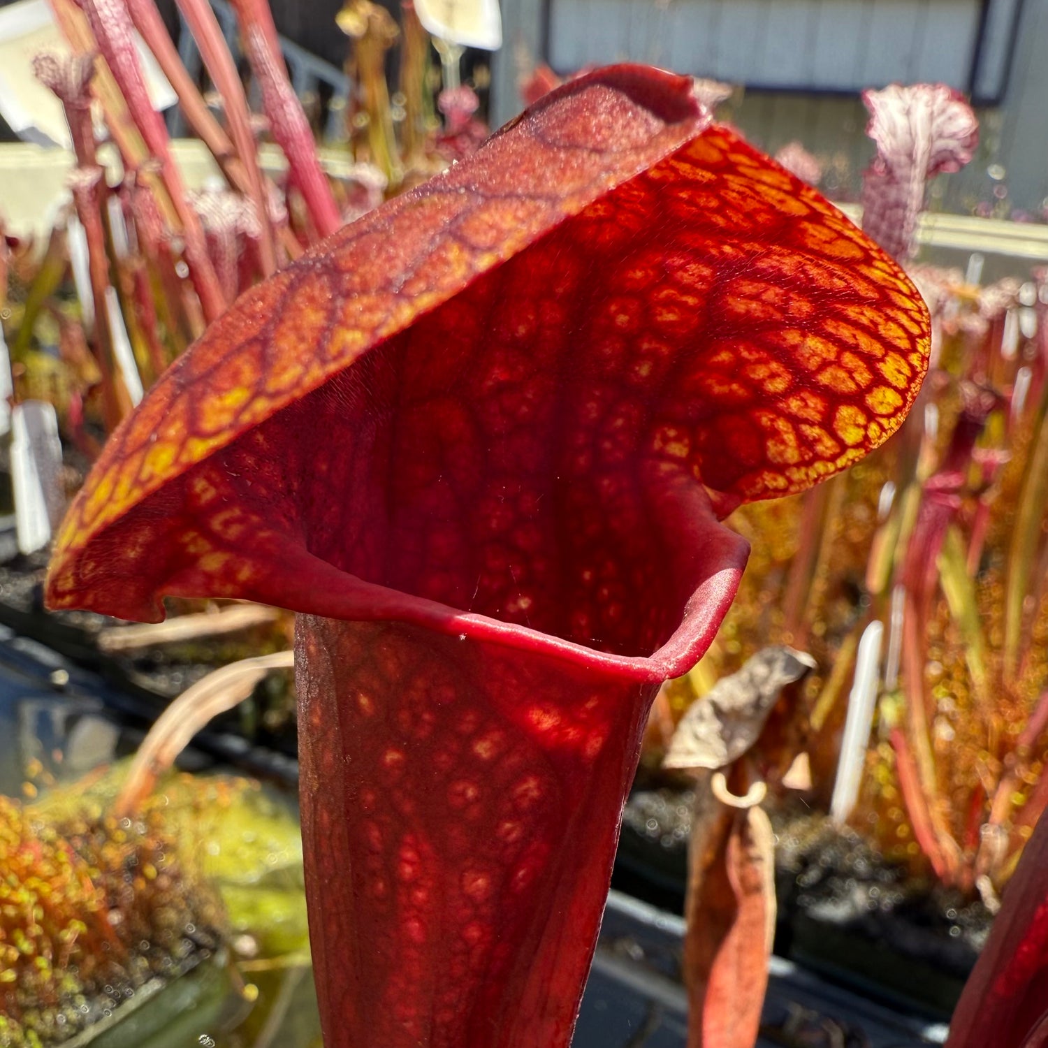 Sarracenia ( x ‘Ember’ ) x ( x ‘Saurus’ ) Potted