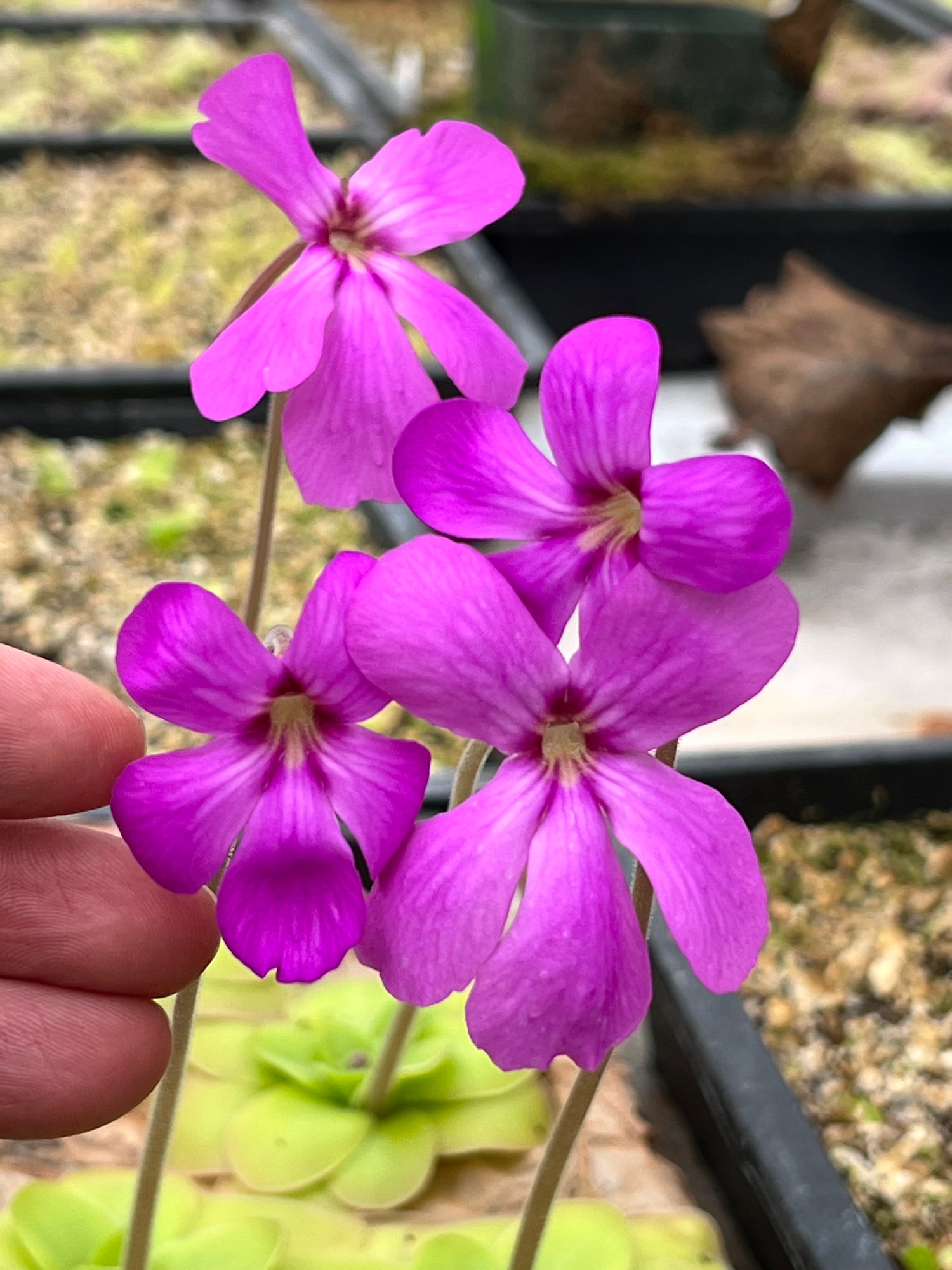 Pinguicula x "Ali Rose" BARE ROOT