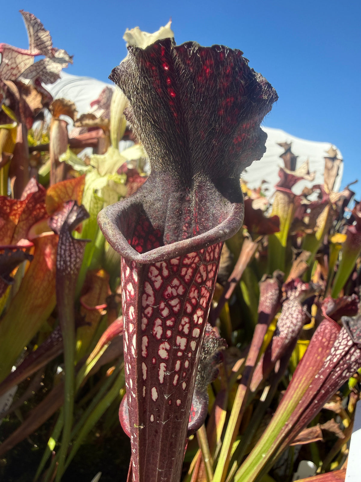 Sarracenia leucophylla ‘Black Sheer’ Potted
