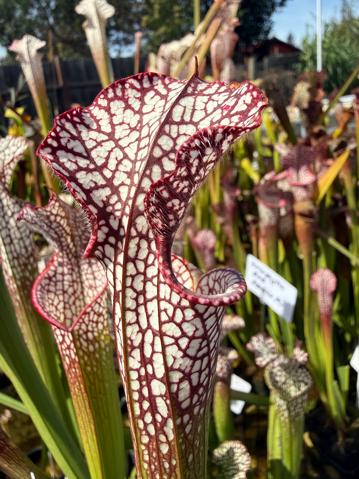 Sarracenia leucophylla "purple and white" CK Potted