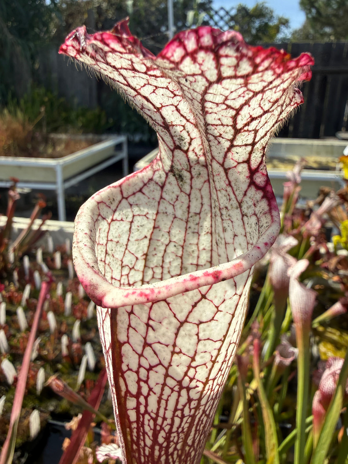 Sarracenia leucophylla Baldwin Co. “Puffy Cheeks” Potted