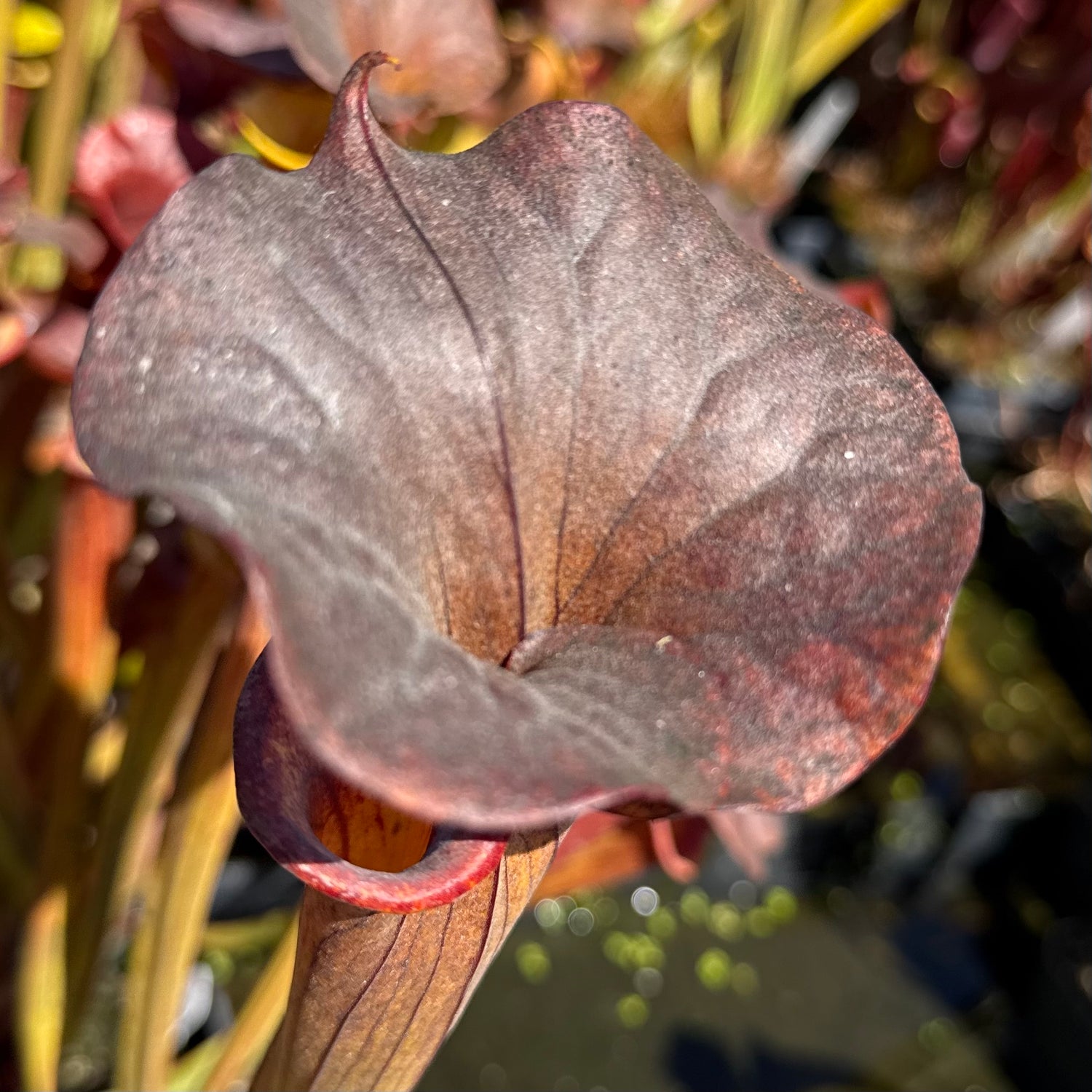Sarracenia flava var. cuprea "Slender, Frilly Lid" DGF28 Potted
