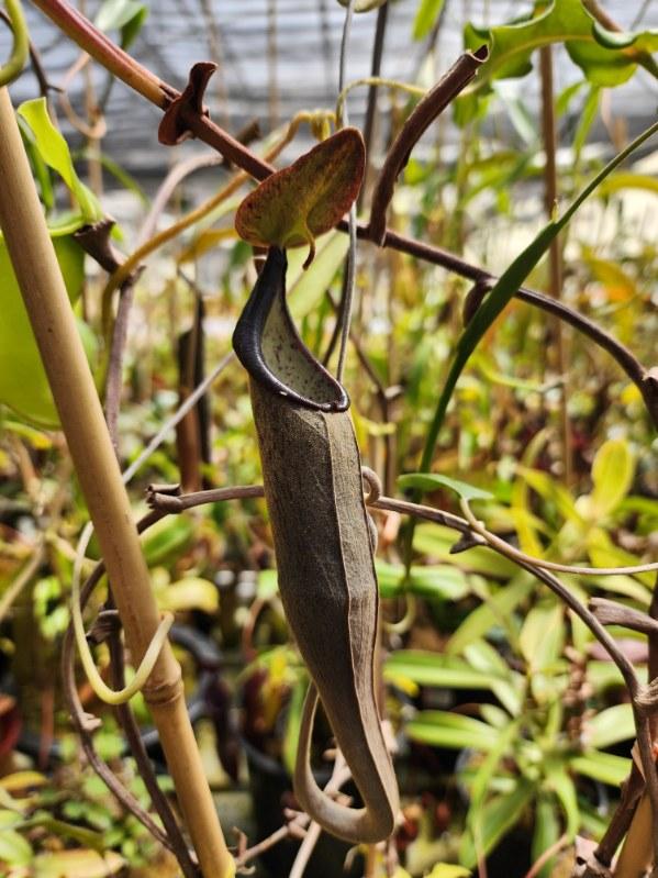 Nepenthes lingulata CalCarn Seed-Grown Potted