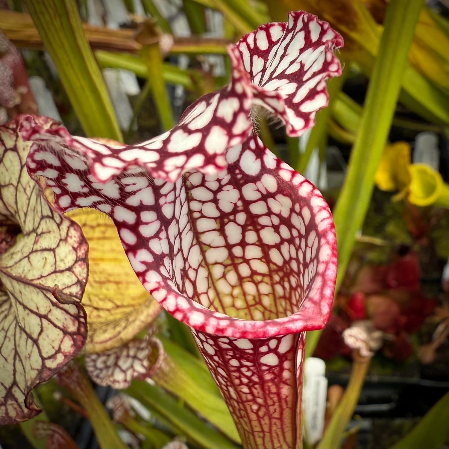 Sarracenia leucophylla "Last Site, Sumter Co, GA" Clone C Potted