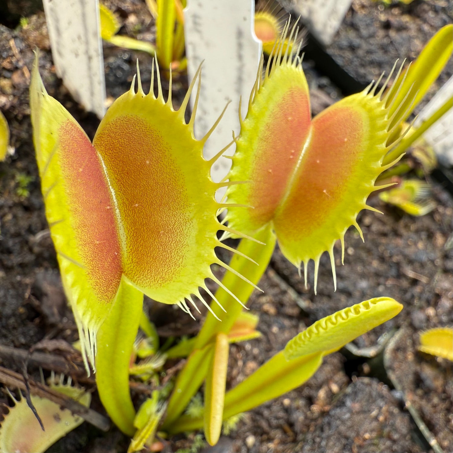 Dionaea m. 'Czech Giant' JH Potted
