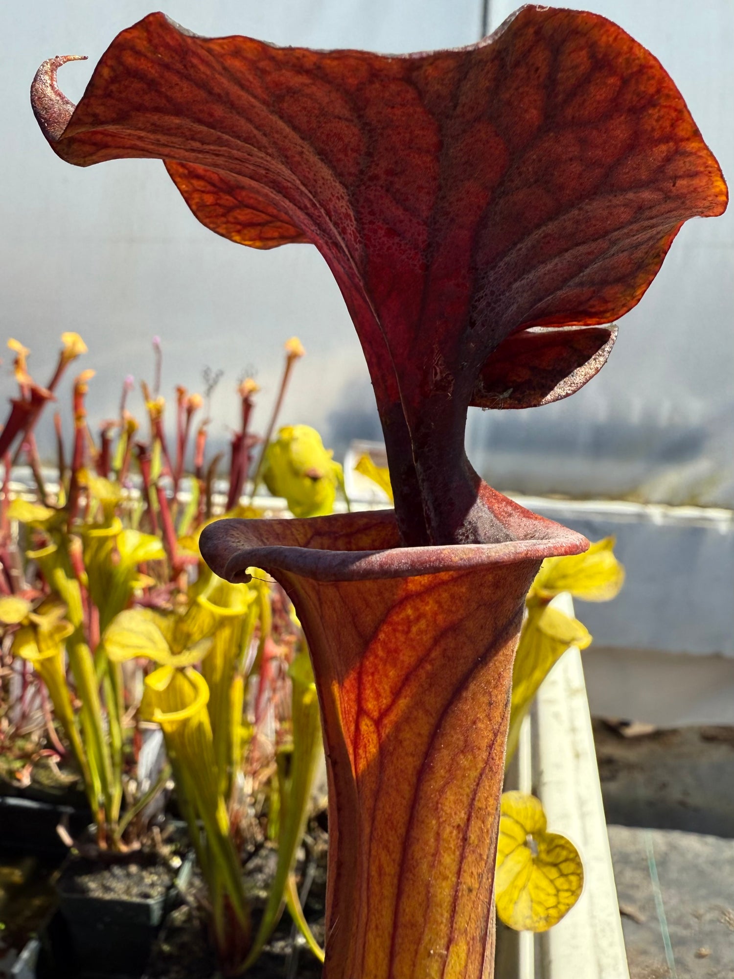 Sarracenia flava var. cuprea "Slender, Frilly Lid" DGF28 Potted