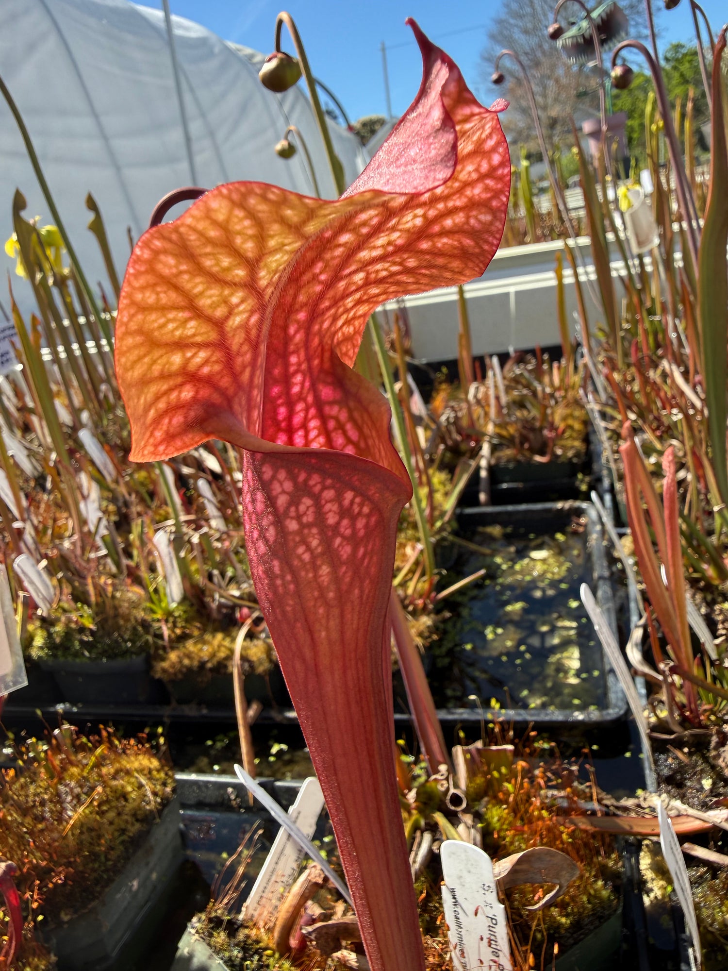Sarracenia x ‘Purple People Eater’ Potted