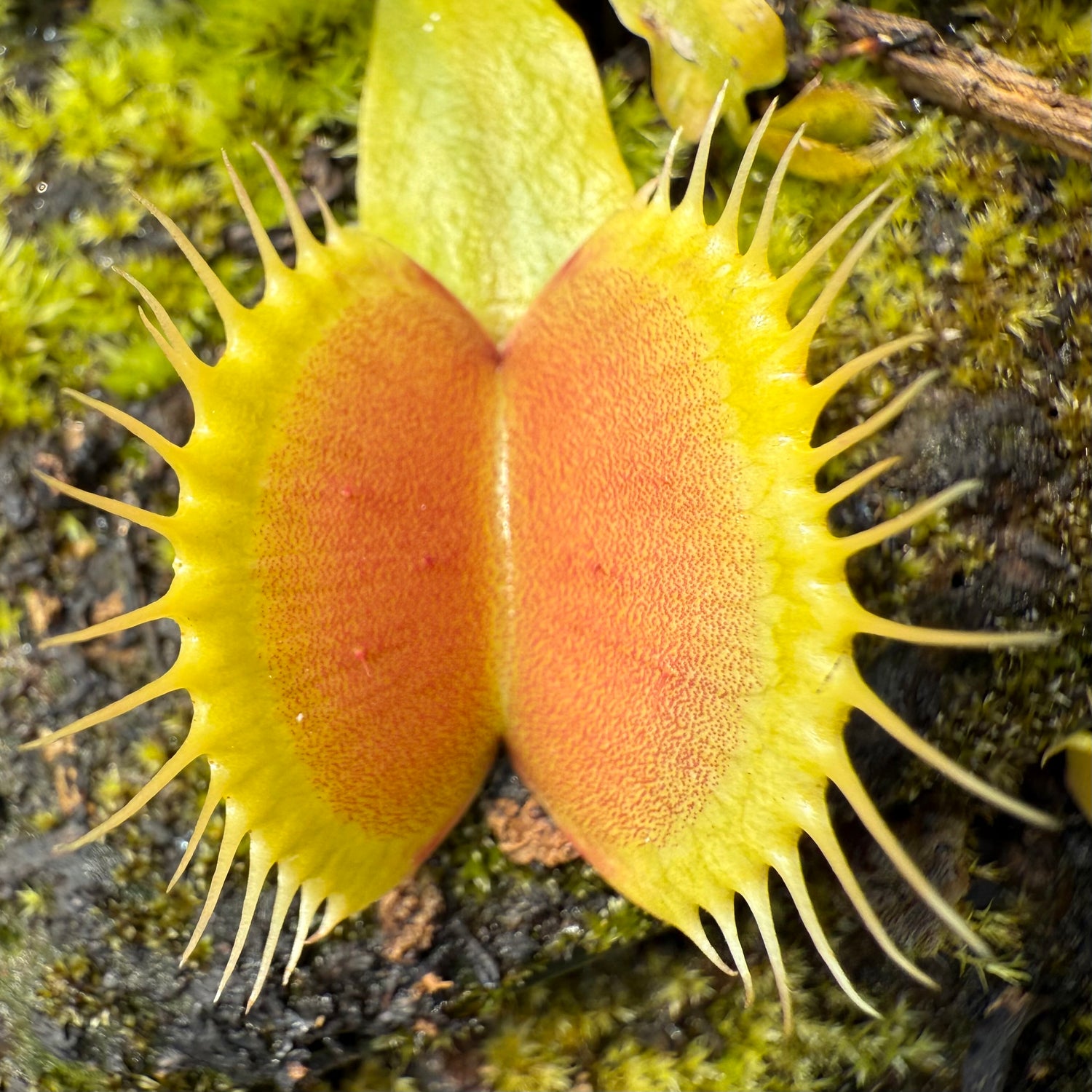 Dionaea m. 'FTS Wide Traps' JH Potted
