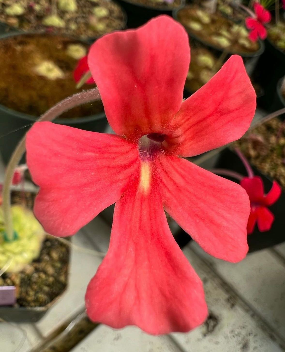Pinguicula laueana "Tangerine" BARE ROOT