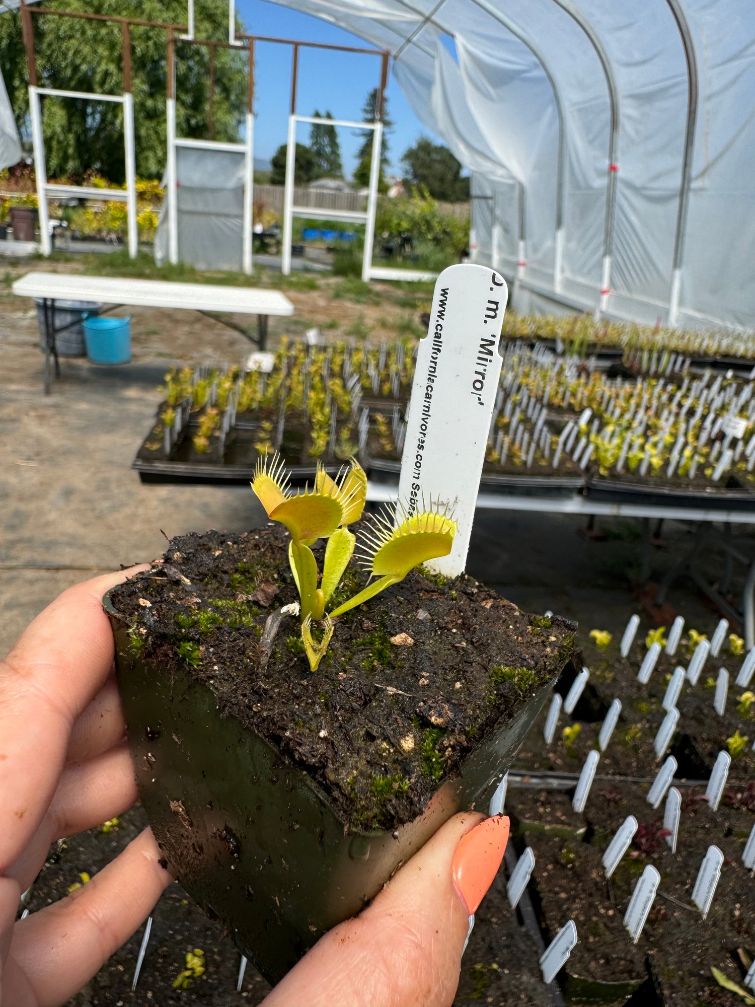 Dionaea m. 'Mirror' JH Potted