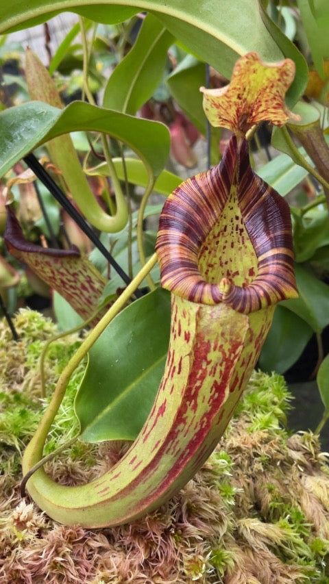 Nepenthes ( veitchii x lowii ) x platychila Potted