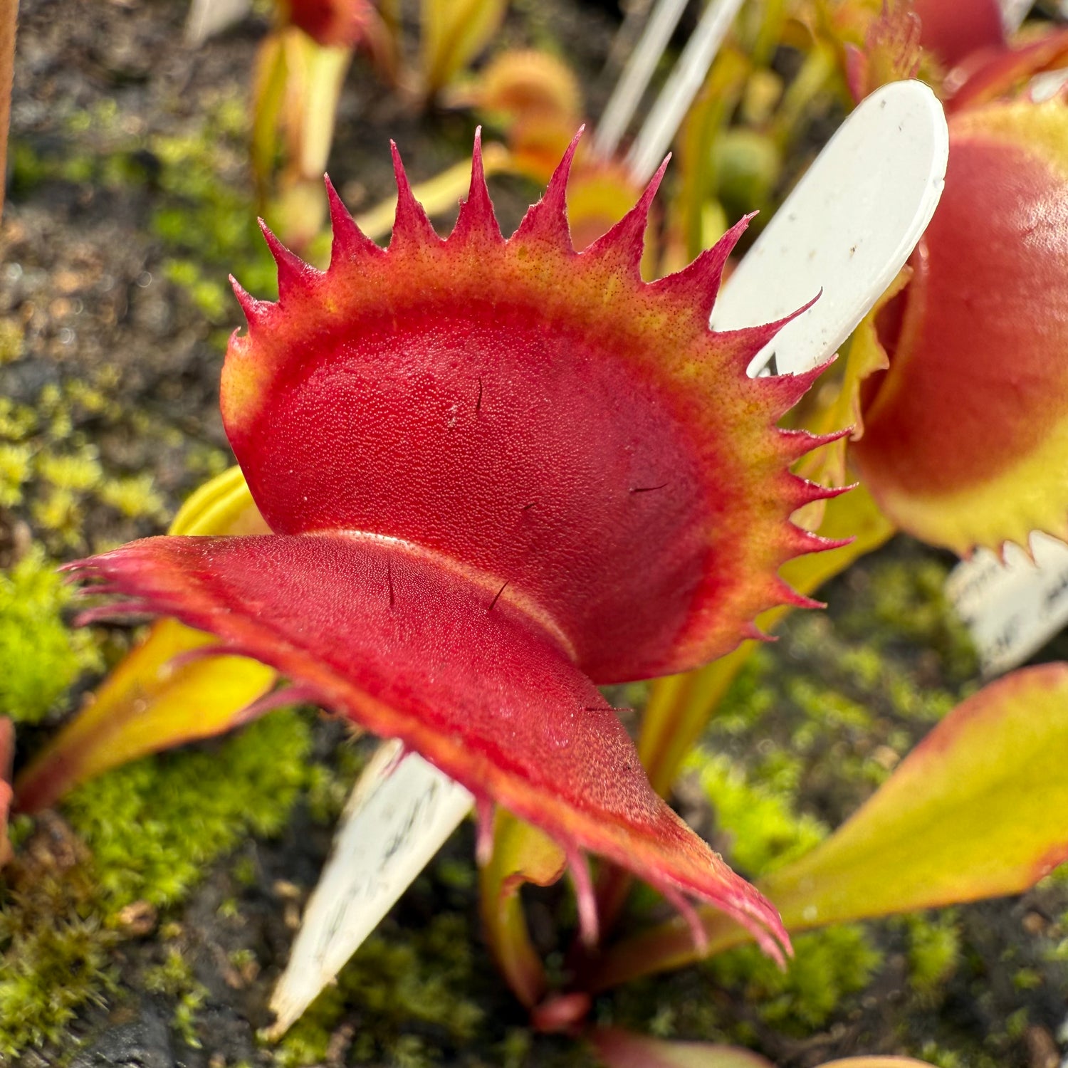 Dionaea m. 'FTS Flaming Lips' JH Potted