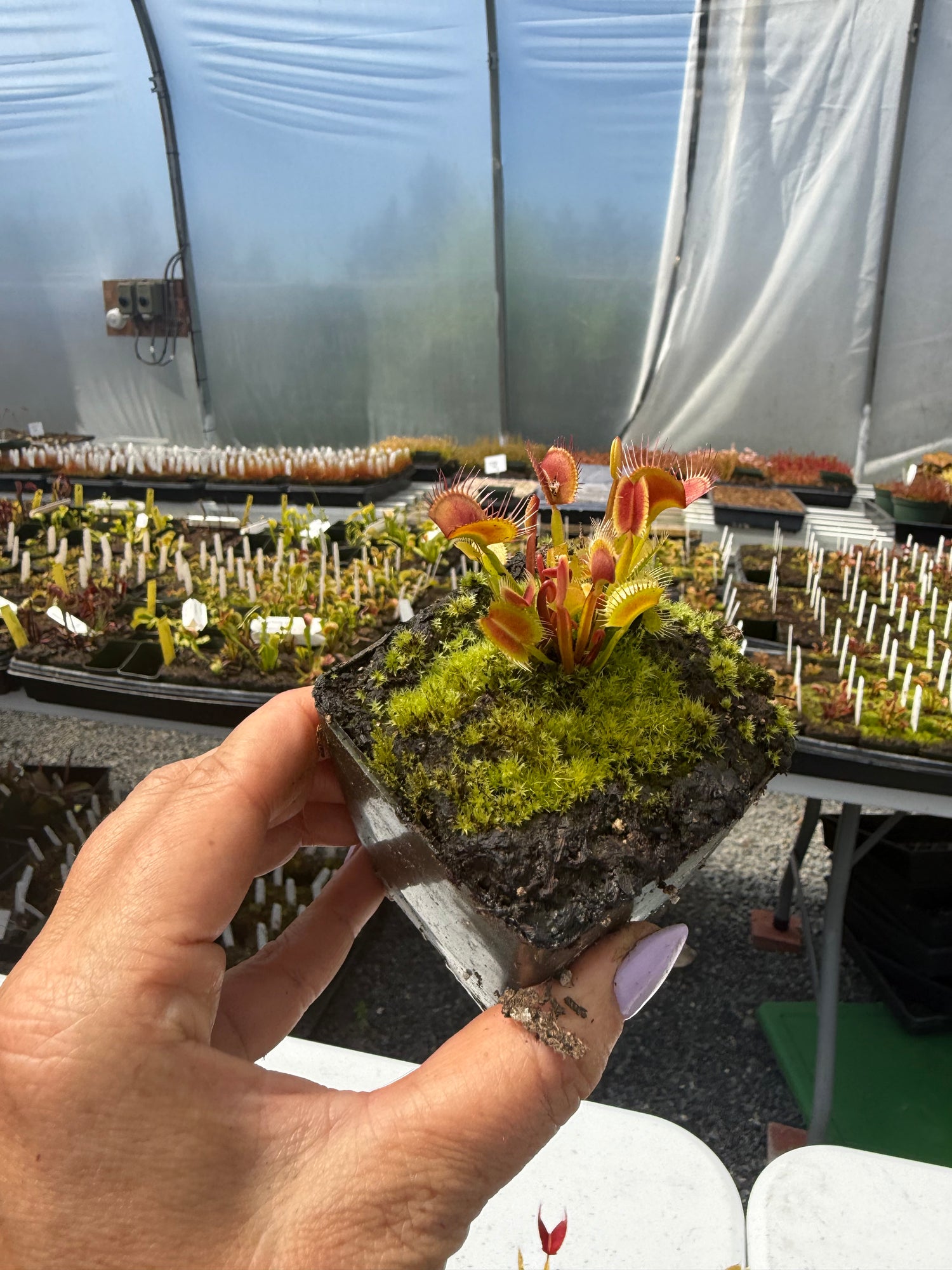 Dionaea m. “Giant I3” JH Potted