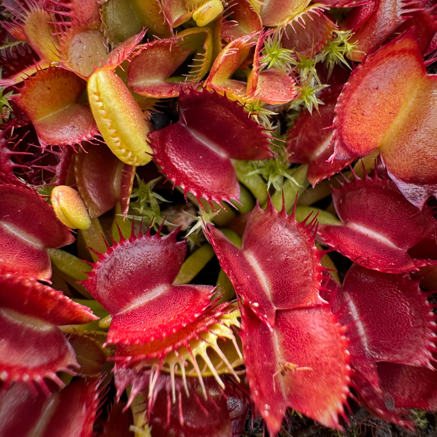 Dionaea m. 'Long Red Fingers' Potted