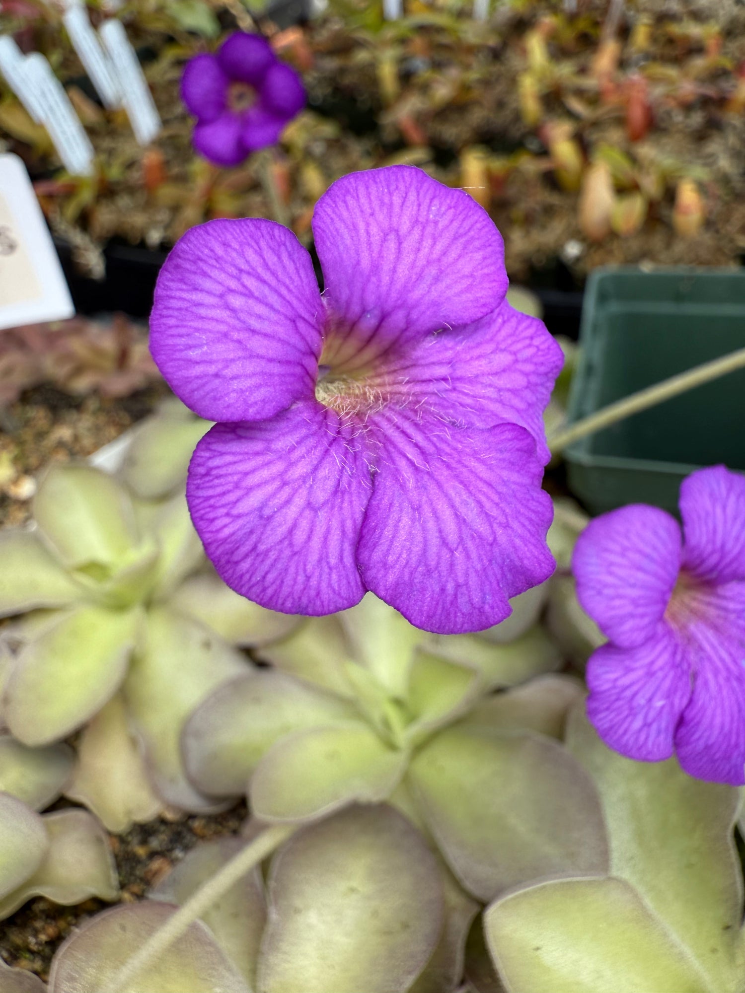 Pinguicula gigantea “red flush” x cyclosecta BARE ROOT