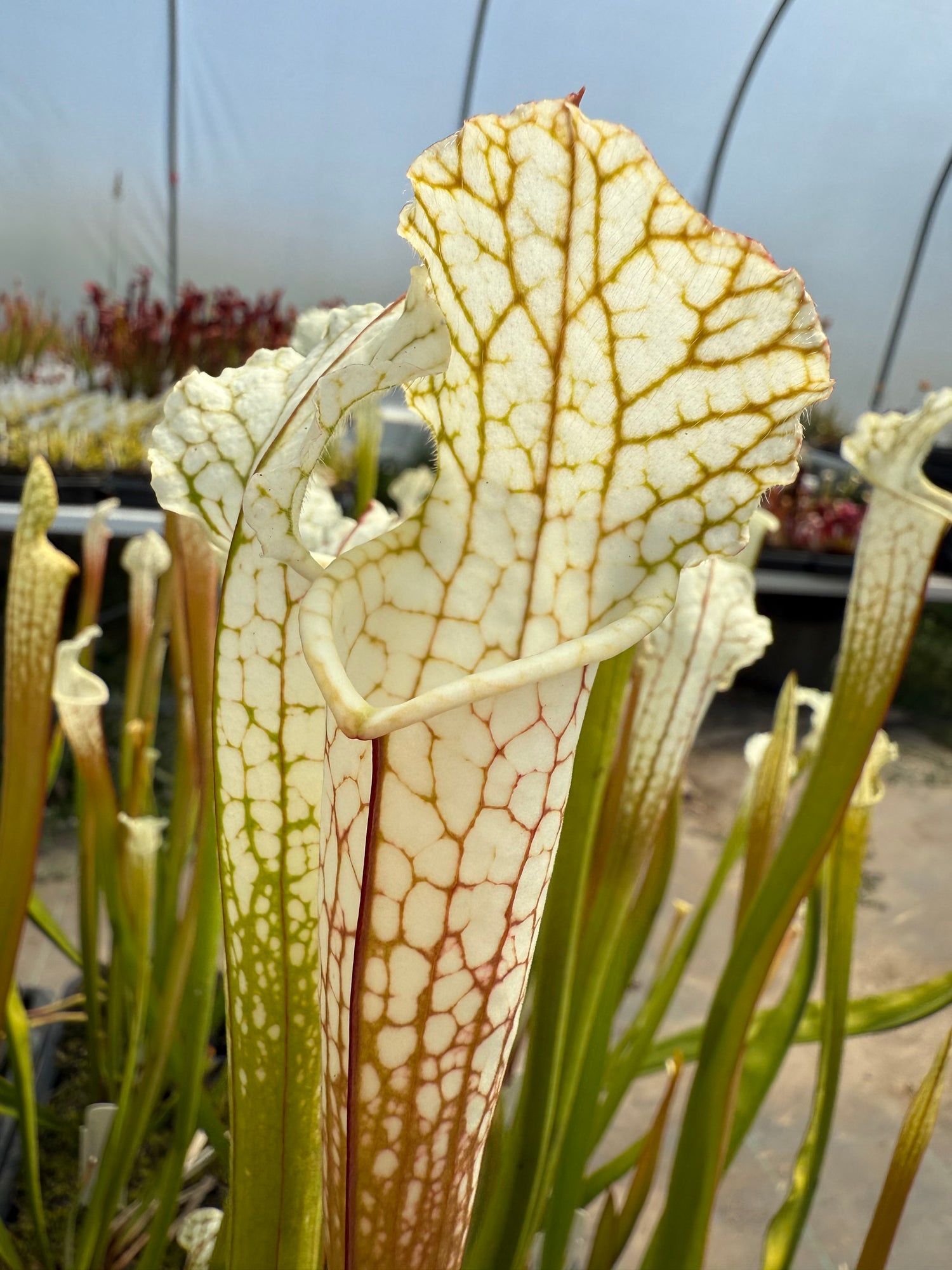 Sarracenia leucophylla 'Hurricane Creek White' Clone B Potted DG