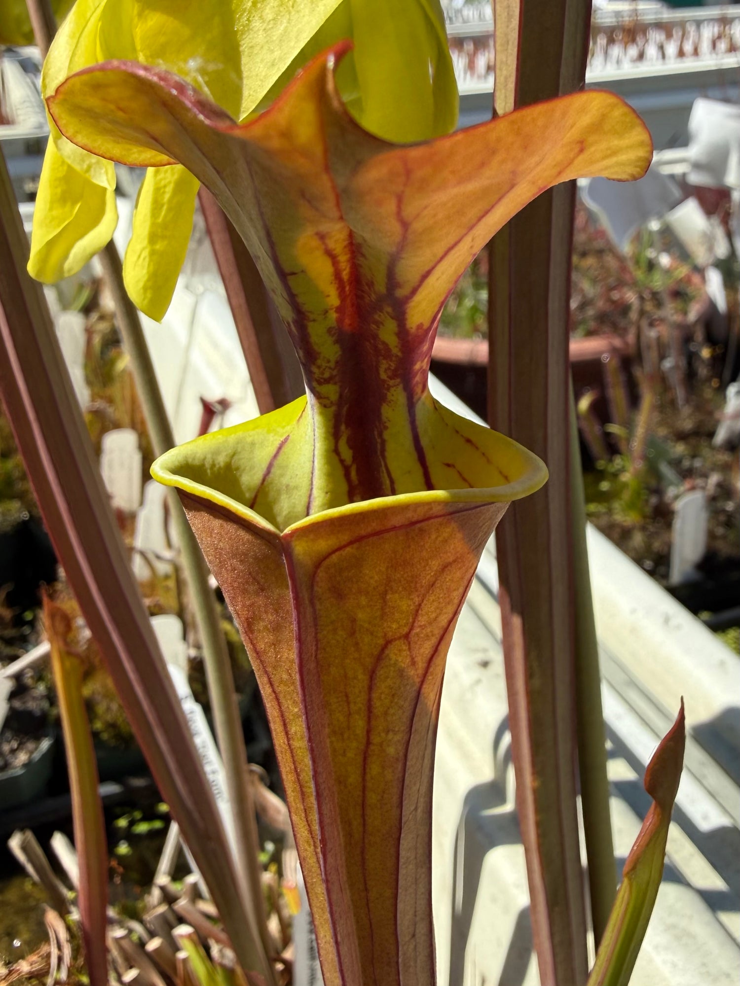 Sarracenia flava ‘Red Form’ Potted