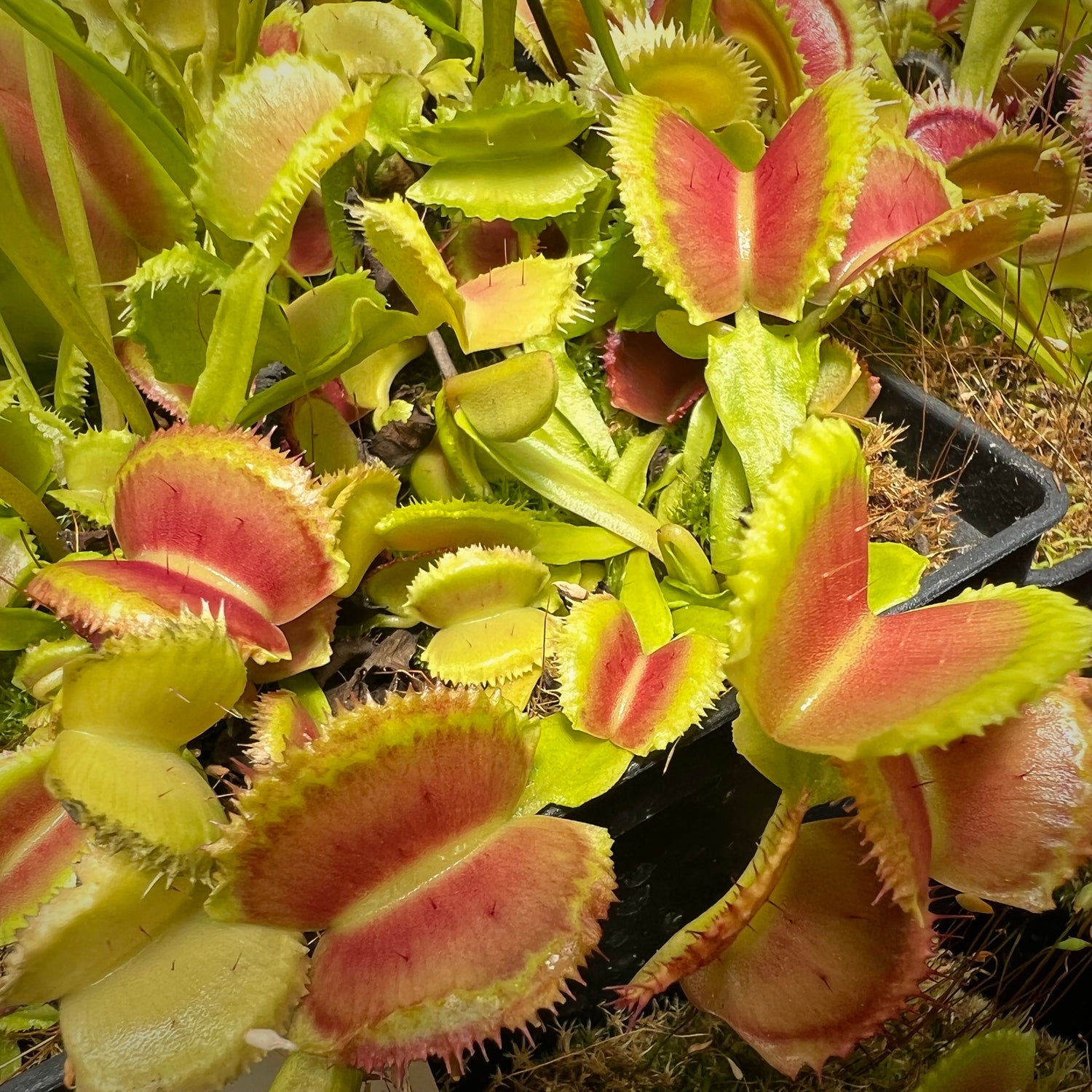 Dionaea m. ‘Cracker’ Potted