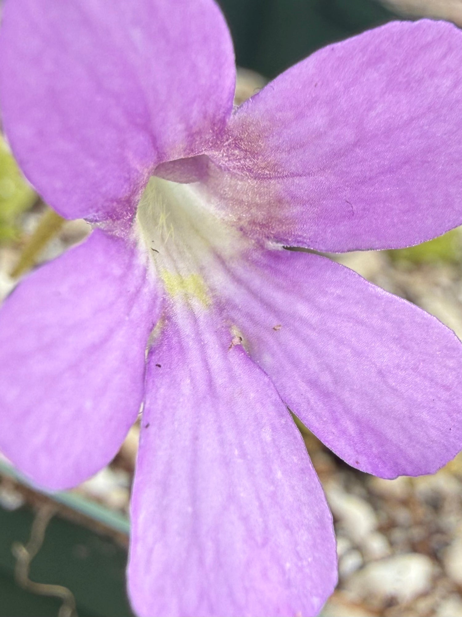 Pinguicula x “Lilac Pinecone” BARE ROOT