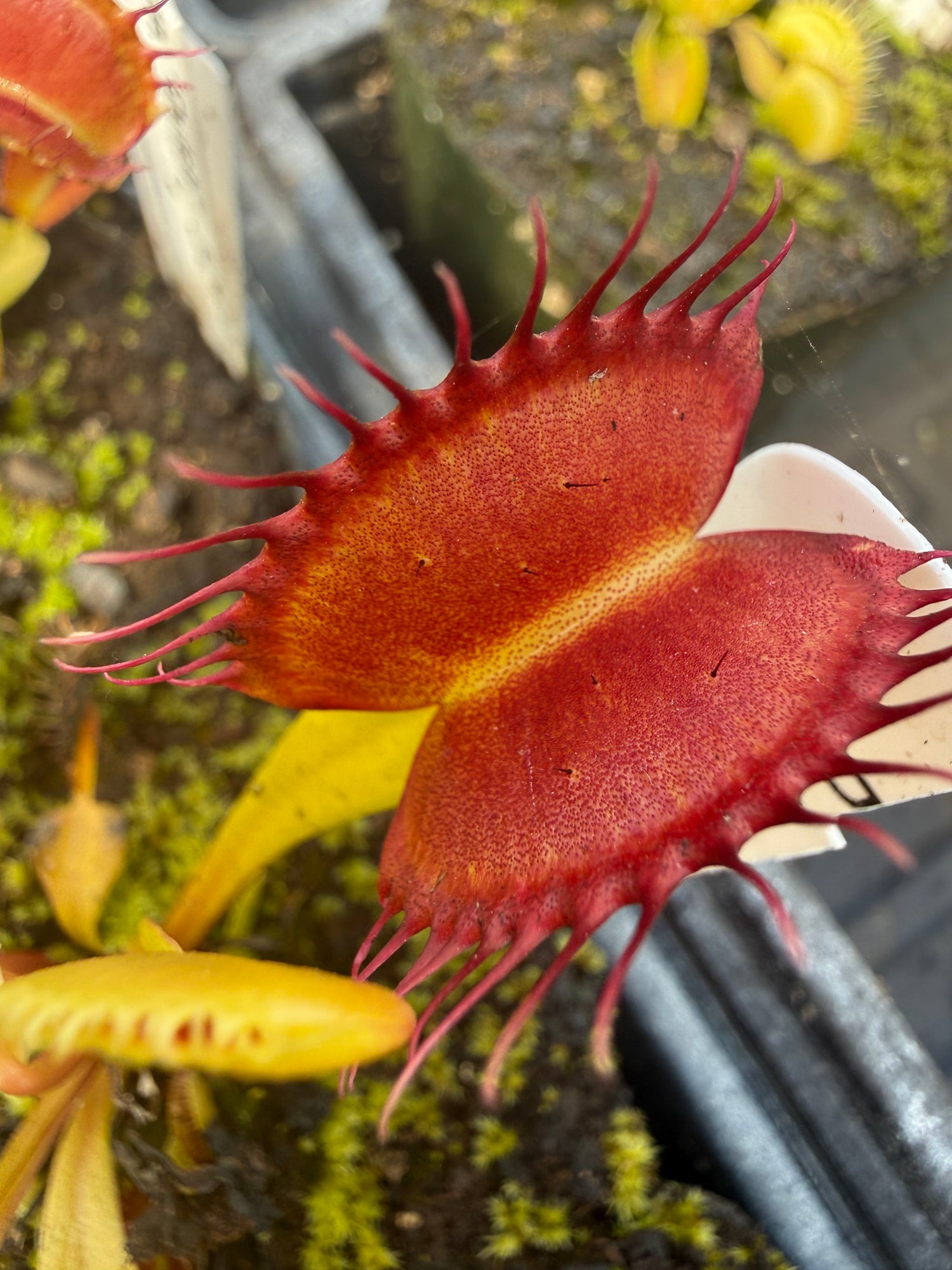 Dionaea m. “Dutch” JH Potted