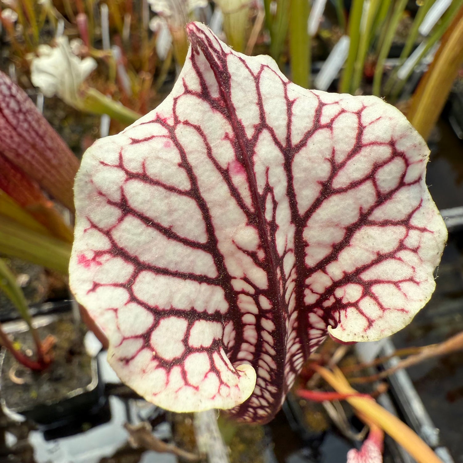 Sarracenia “OBH97” x ( x ‘Atlas’ ) Potted