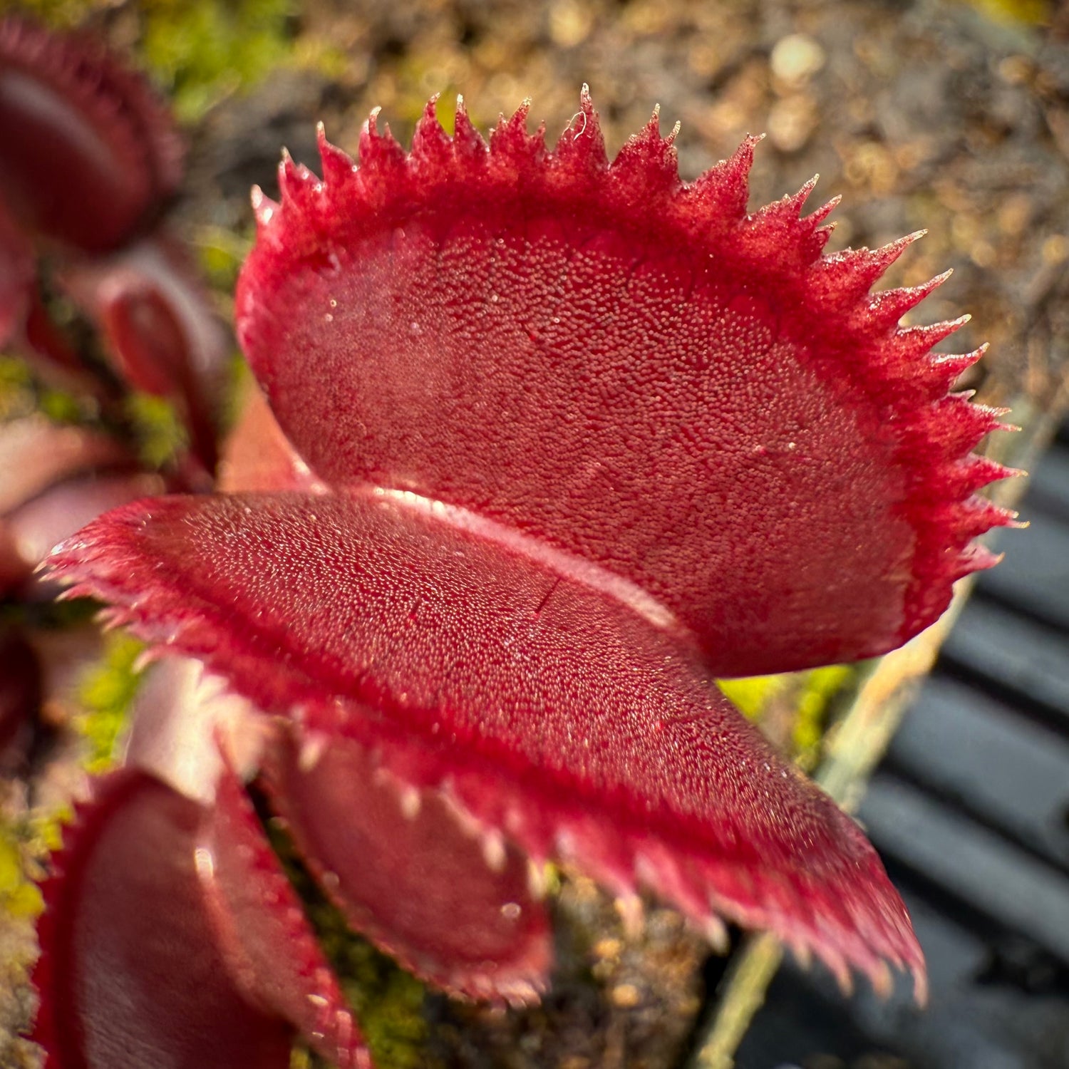 Dionaea m. 'Crimson Sawtooth' JH Potted