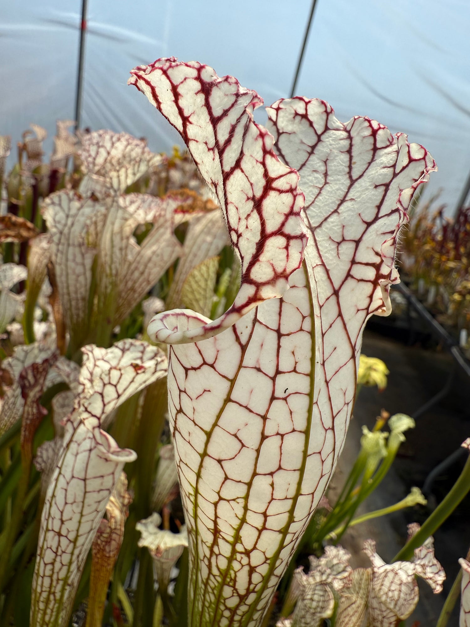 Sarracenia leucophylla “White Wedding” Potted