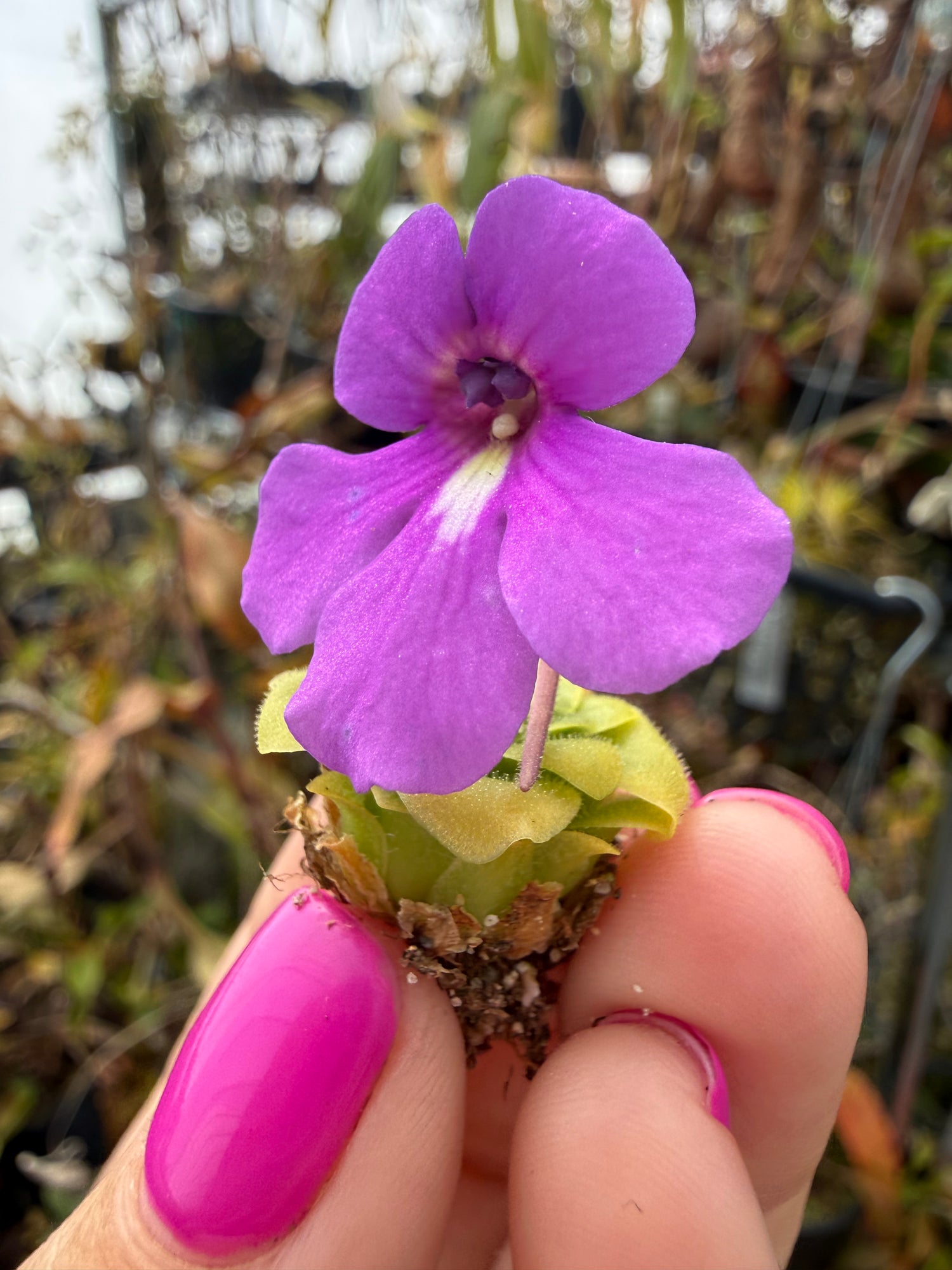 Pinguicula x “Walla Walla” BARE ROOT