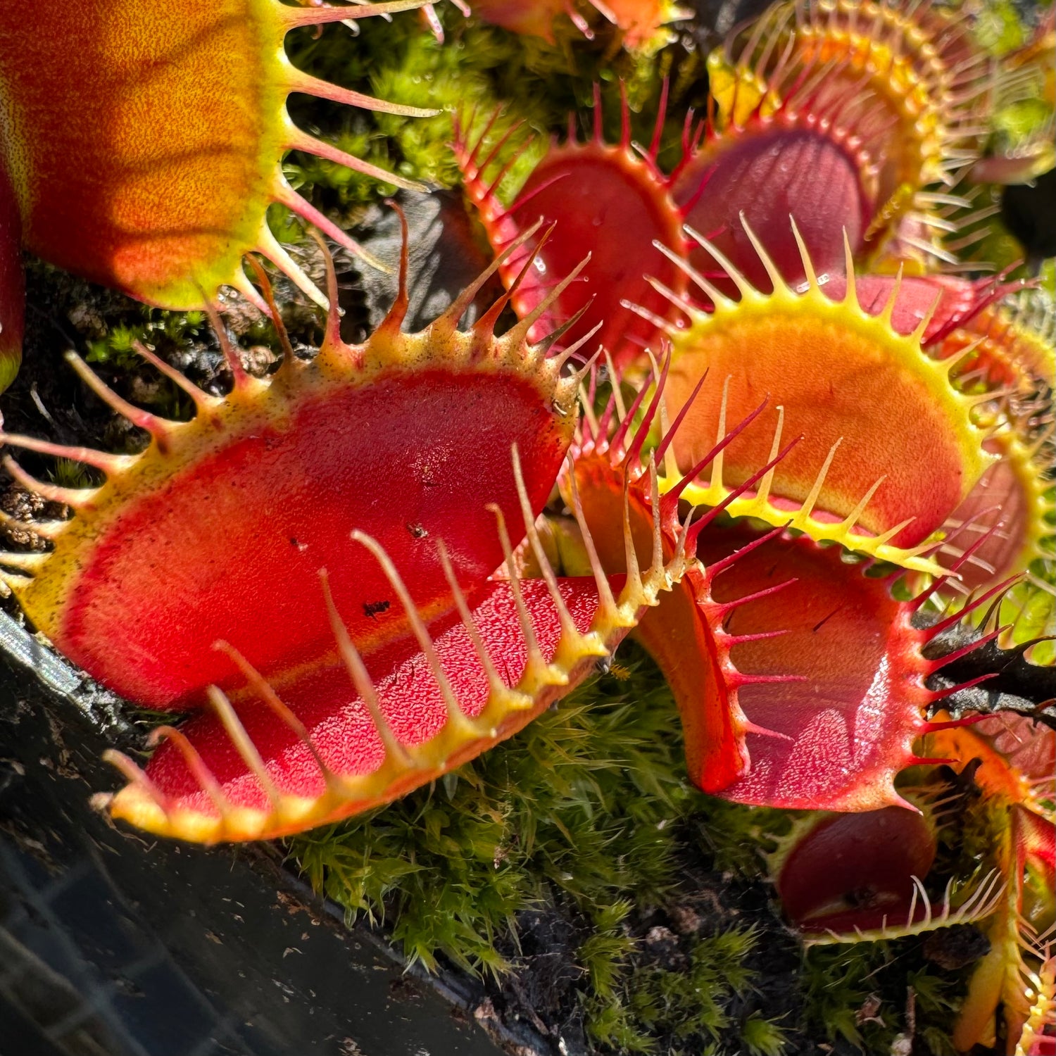 Dionaea m. 'B-52 x Ginormous' Potted