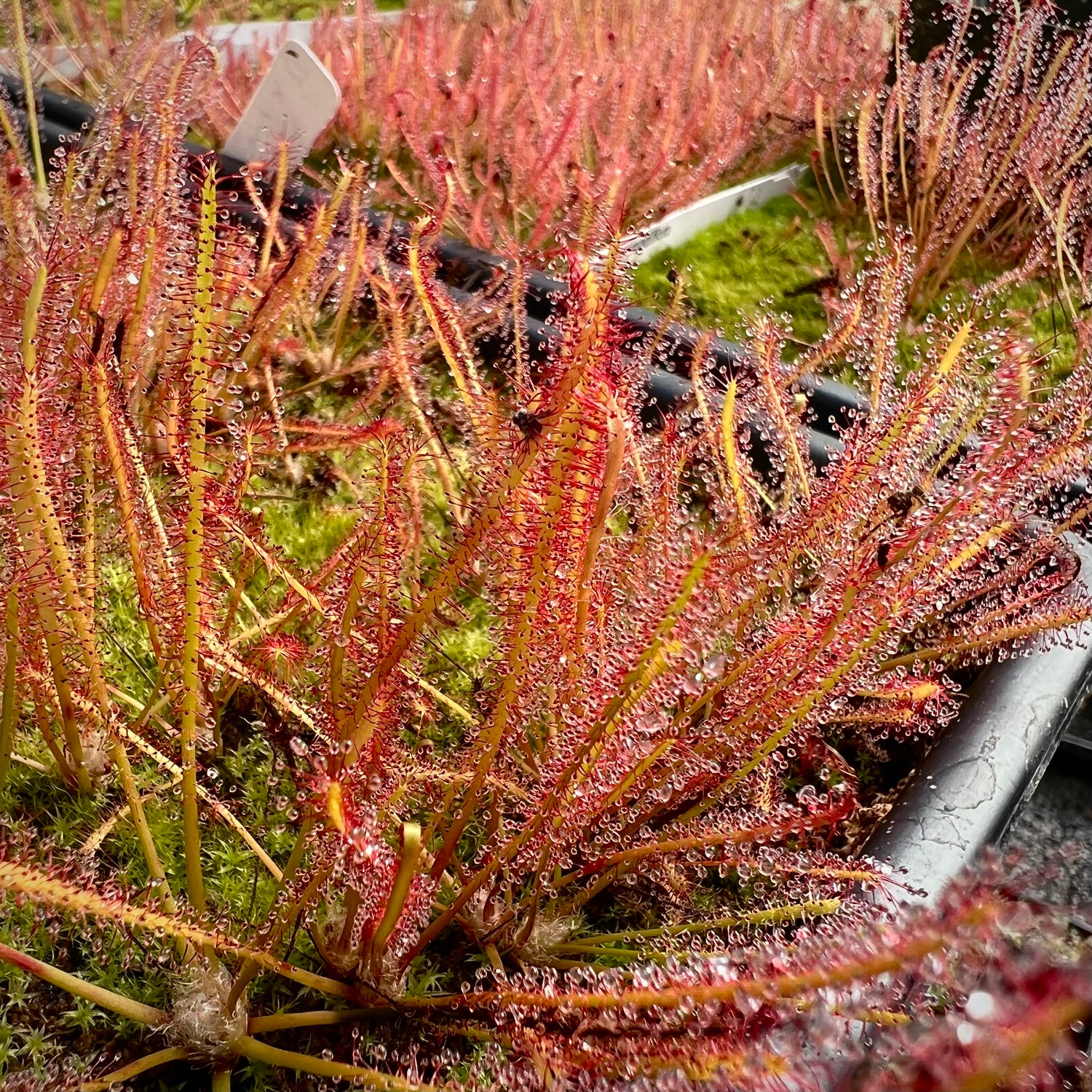 Drosera x hybrida "New Jersey" Potted