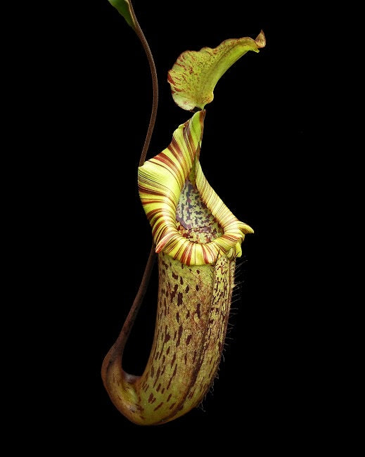 Nepenthes platychila x robcantleyi Potted