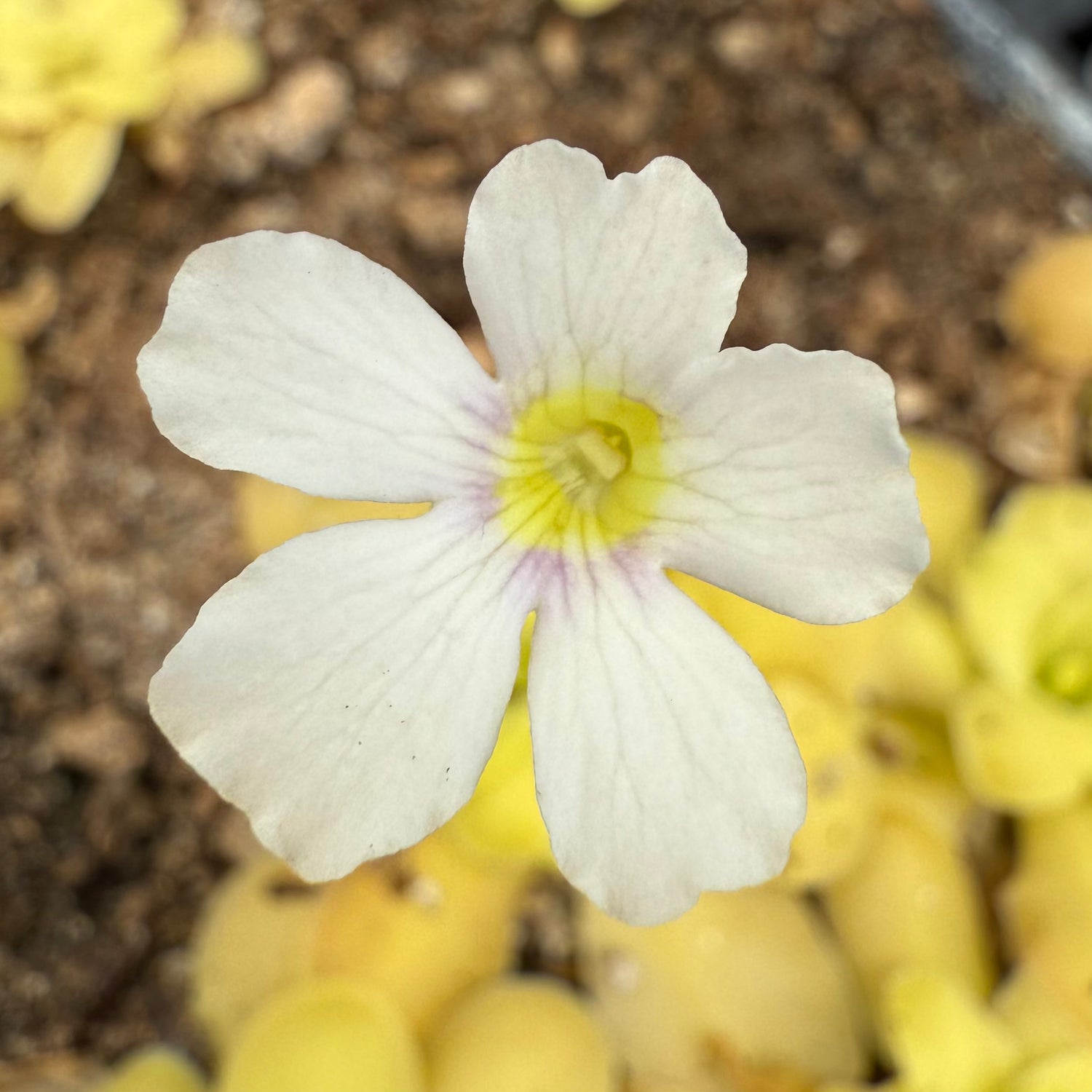 Pinguicula x ‘Riva’ BARE ROOT