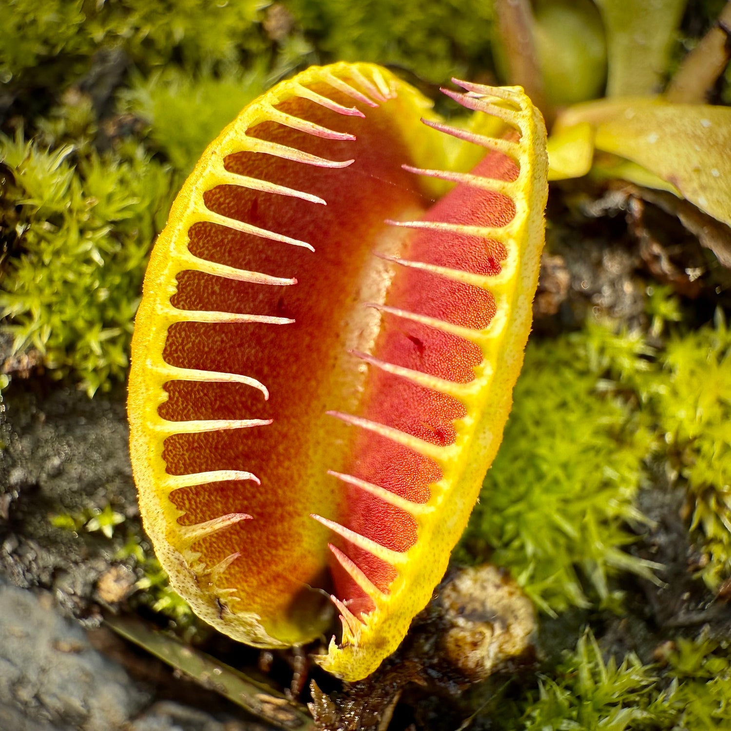 Dionaea m. ‘Jaws Smiley’ JH Potted