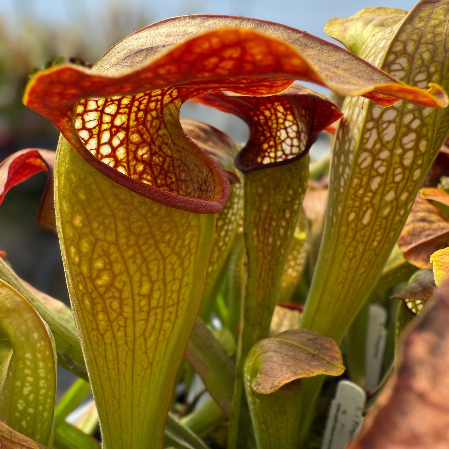 Sarracenia x “Frogman” Potted