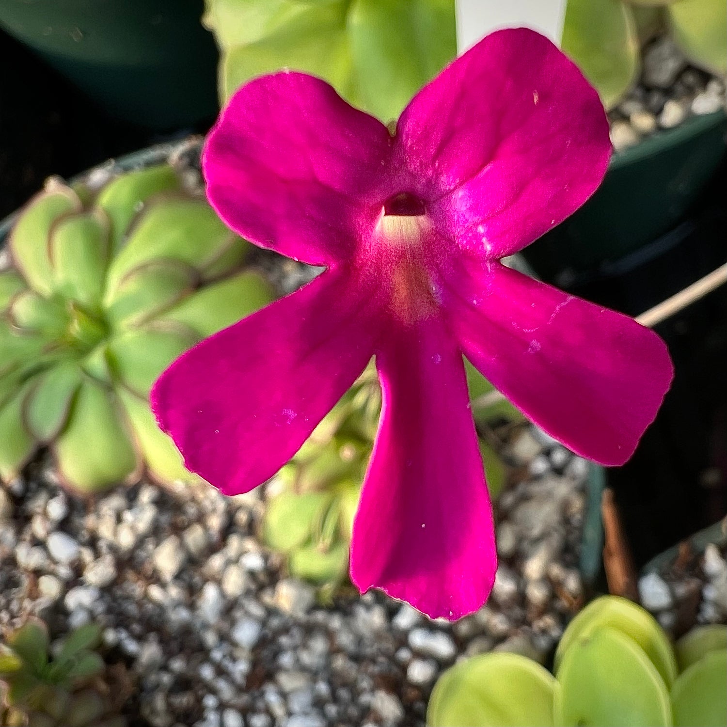 Pinguicula x “Tiffany’s Neon Jamboree” BARE ROOT