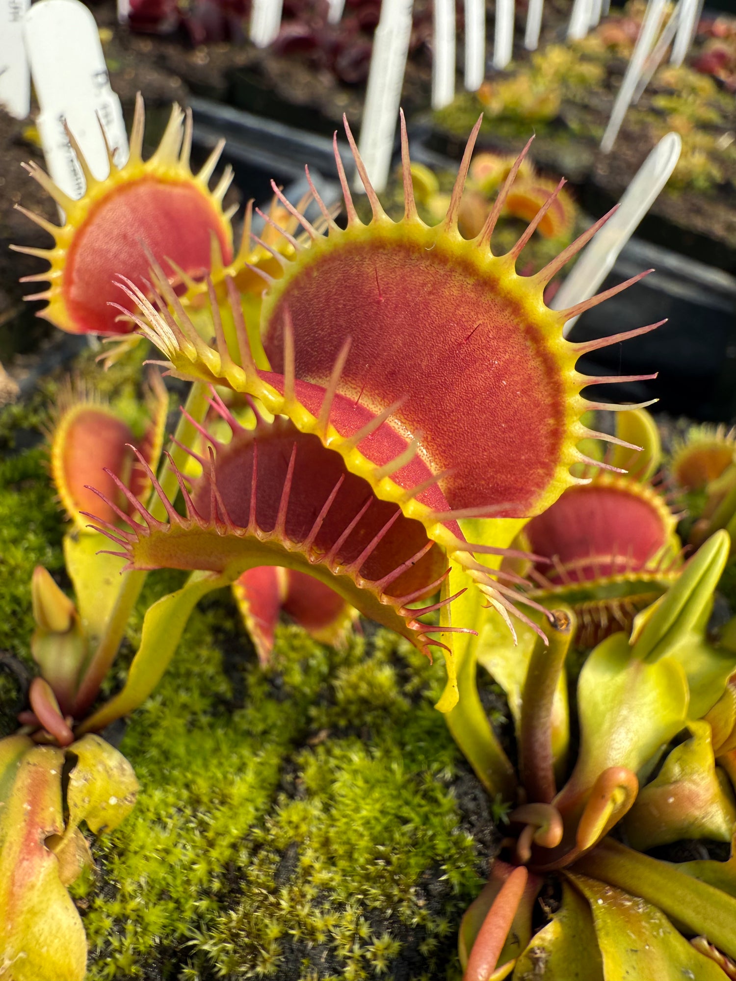 Dionaea m. ‘Predator’ JH Potted