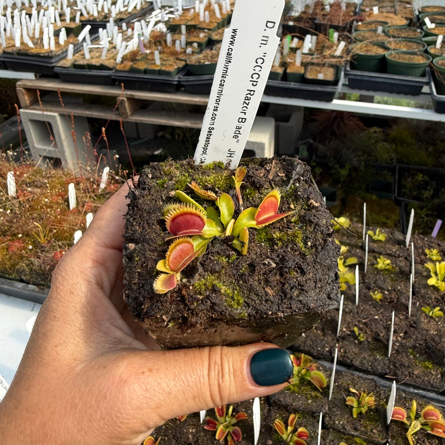 Dionaea m. “CCCP Razorblade” JH Potted