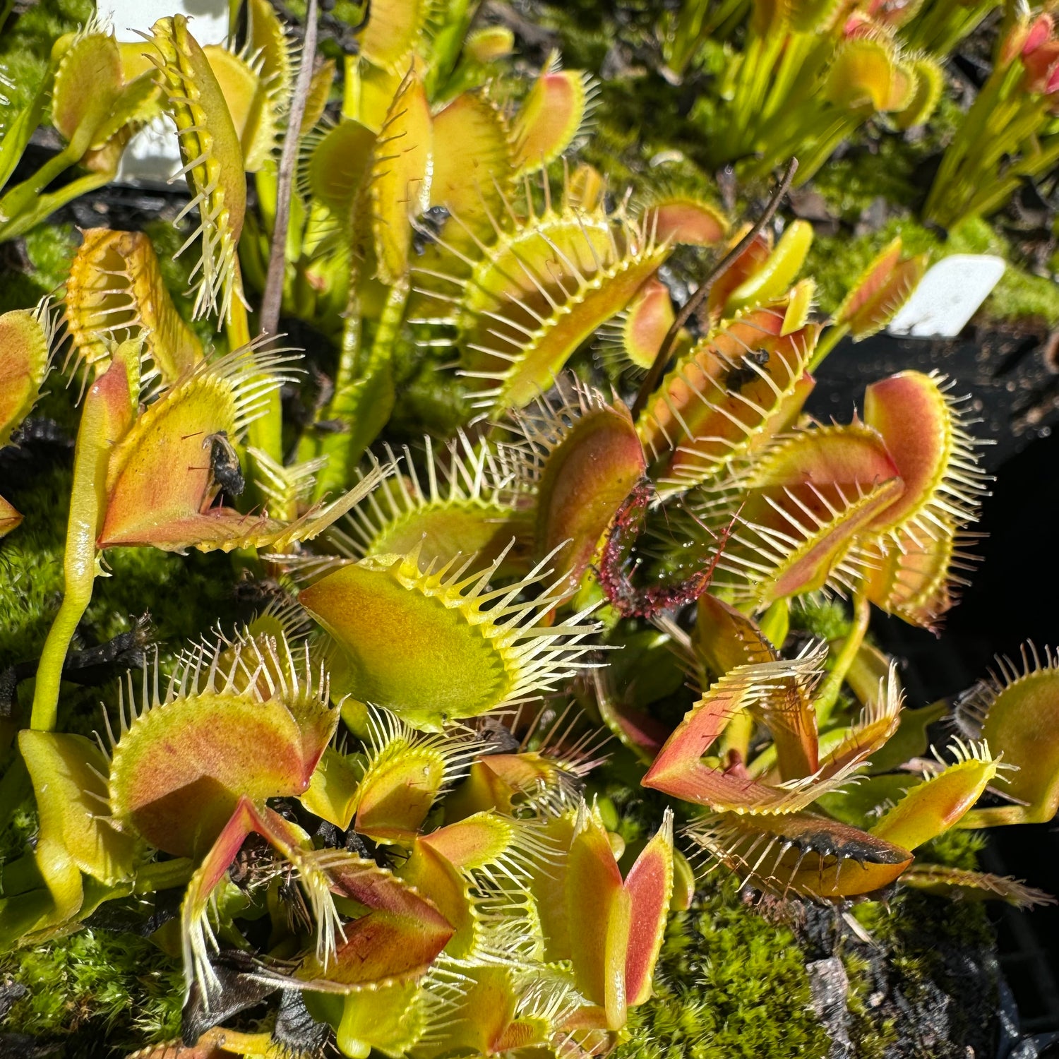 Dionaea m. 'Kayan' Potted