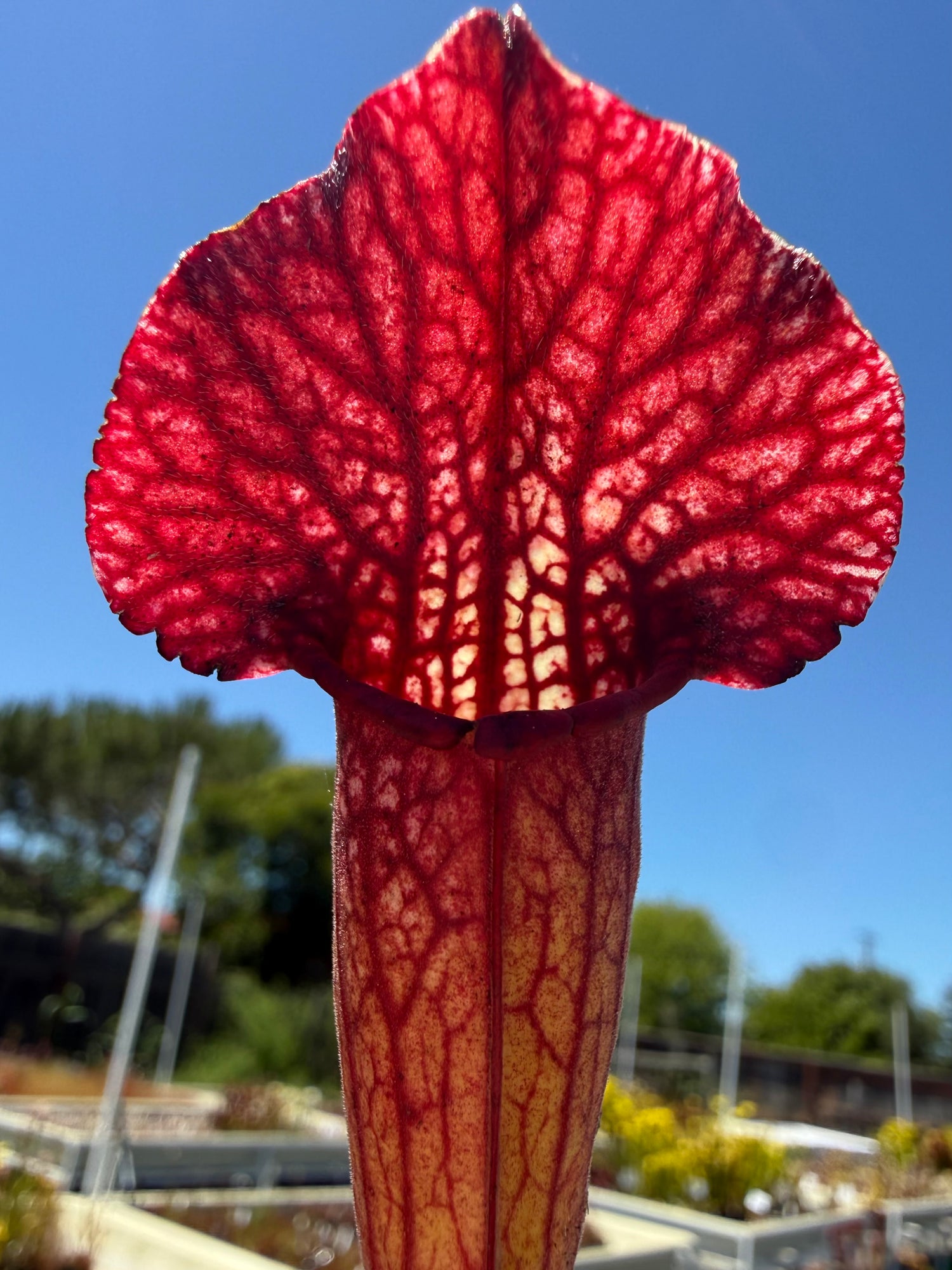 Sarracenia ( x mitchelliana “Dark Burgundy” ) x ( x ‘Simone’ ) Potted