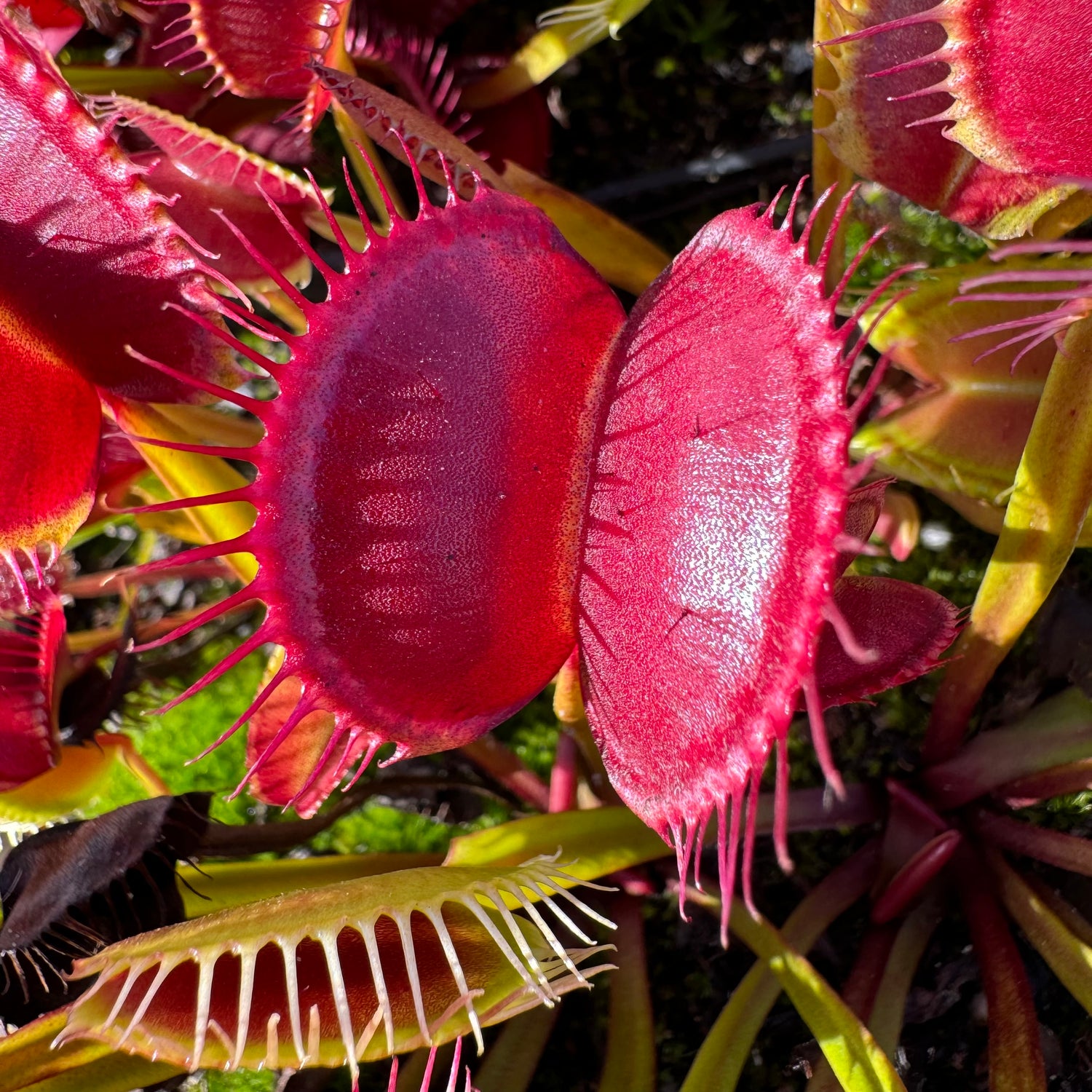 Dionaea m. “Z11” Potted