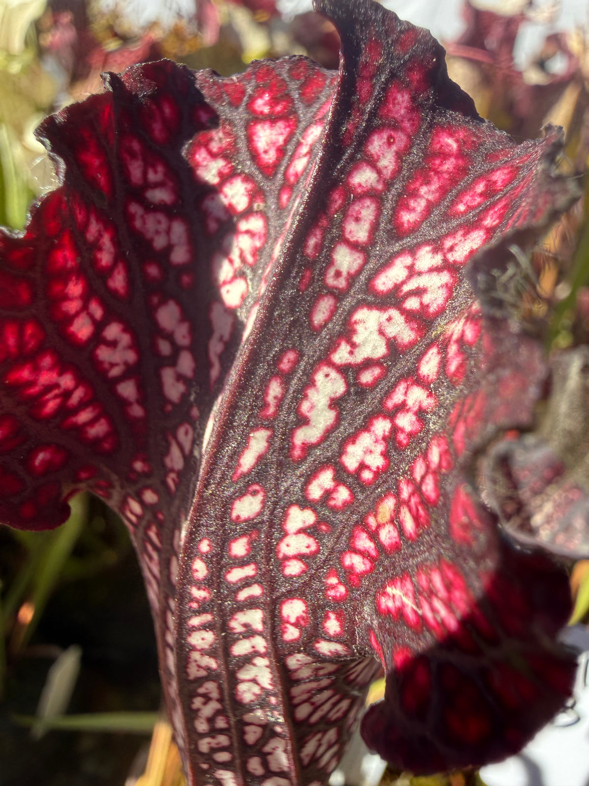 Sarracenia leucophylla ‘Black Sheer’ Potted