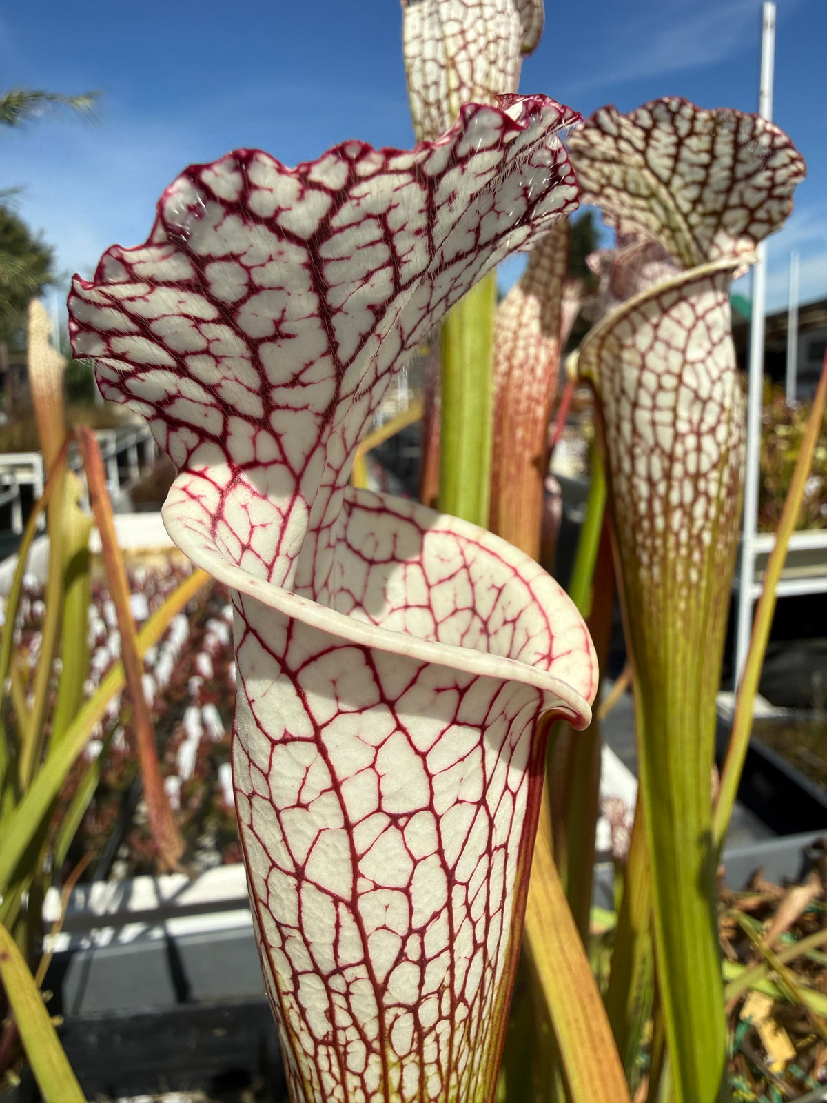 Sarracenia leucophylla “Selection A, Baldwin Co, AL” Potted
