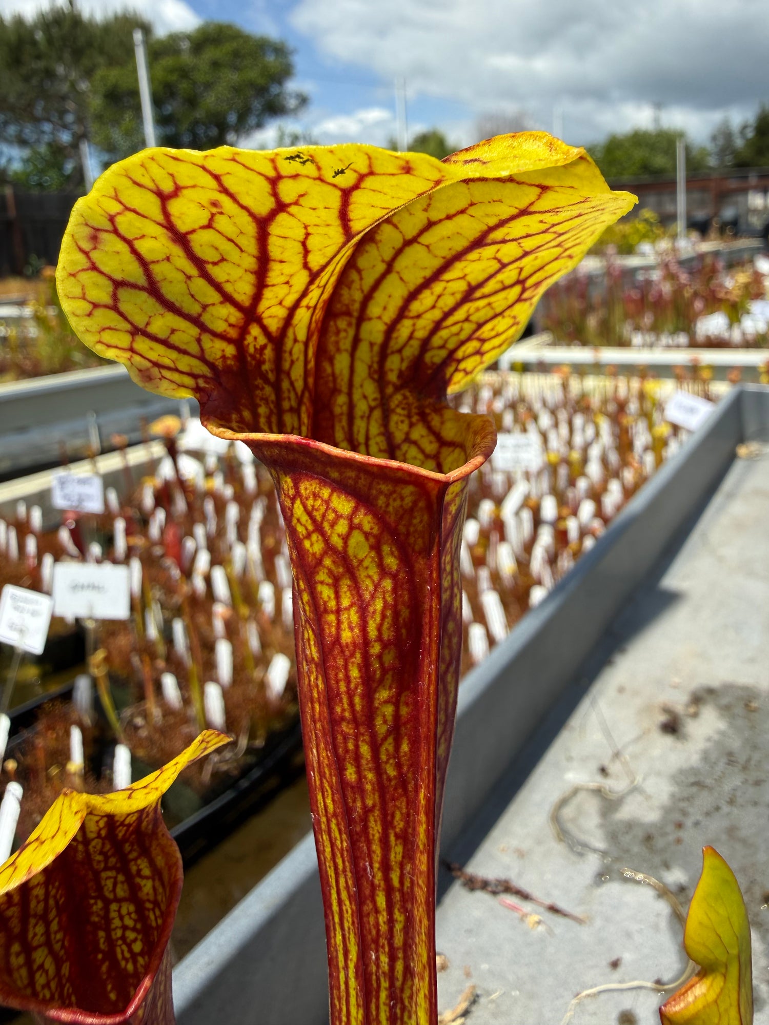 Sarracenia ( x ‘Ember’ ) x ( x ‘Saurus’ ) Potted