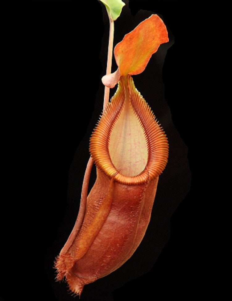 Nepenthes spathulata x diabolica Potted