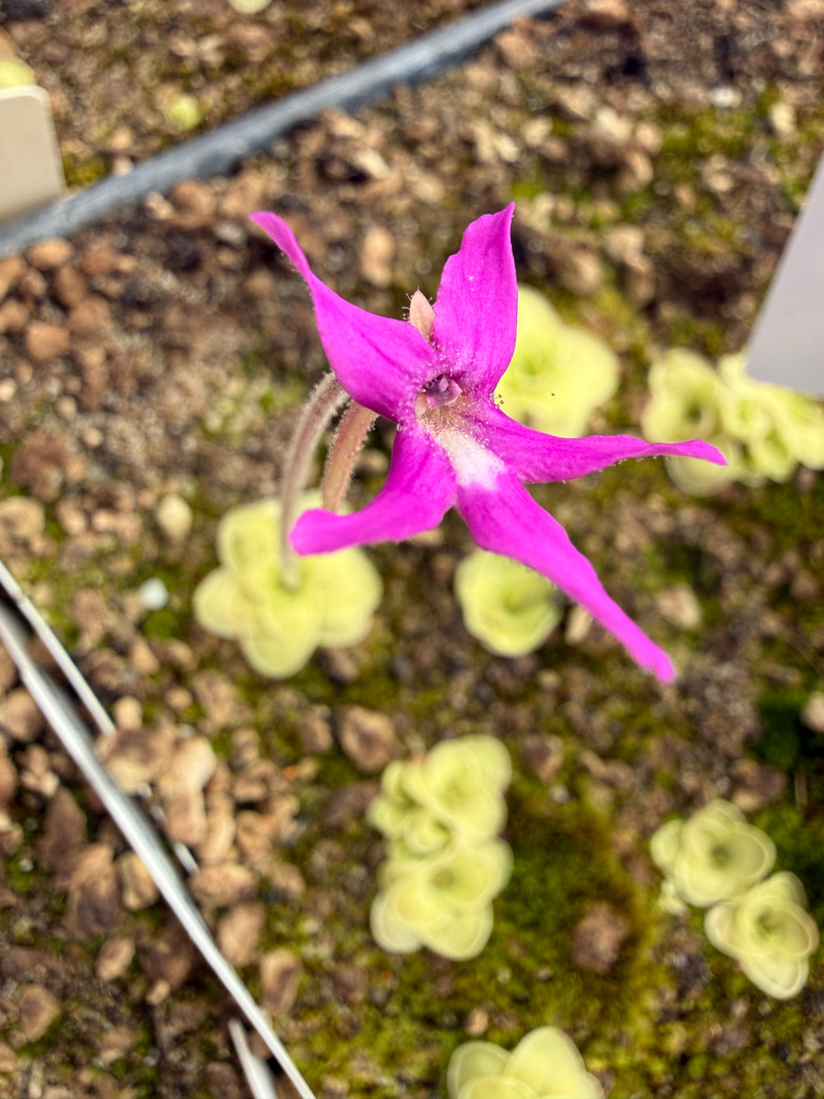 Pinguicula moranensis f. orchidioides BARE ROOT