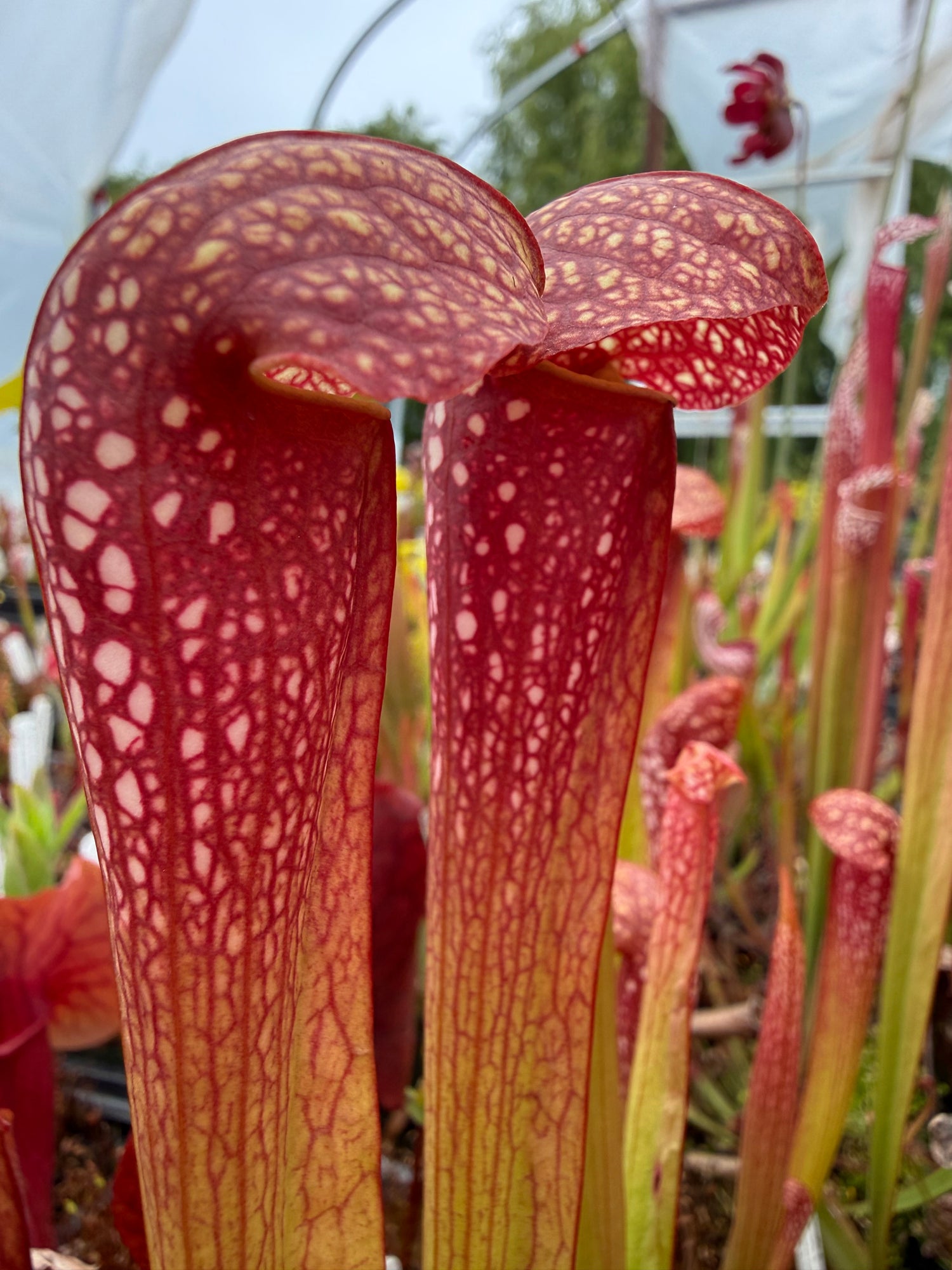 Sarracenia x 'Judy' Potted