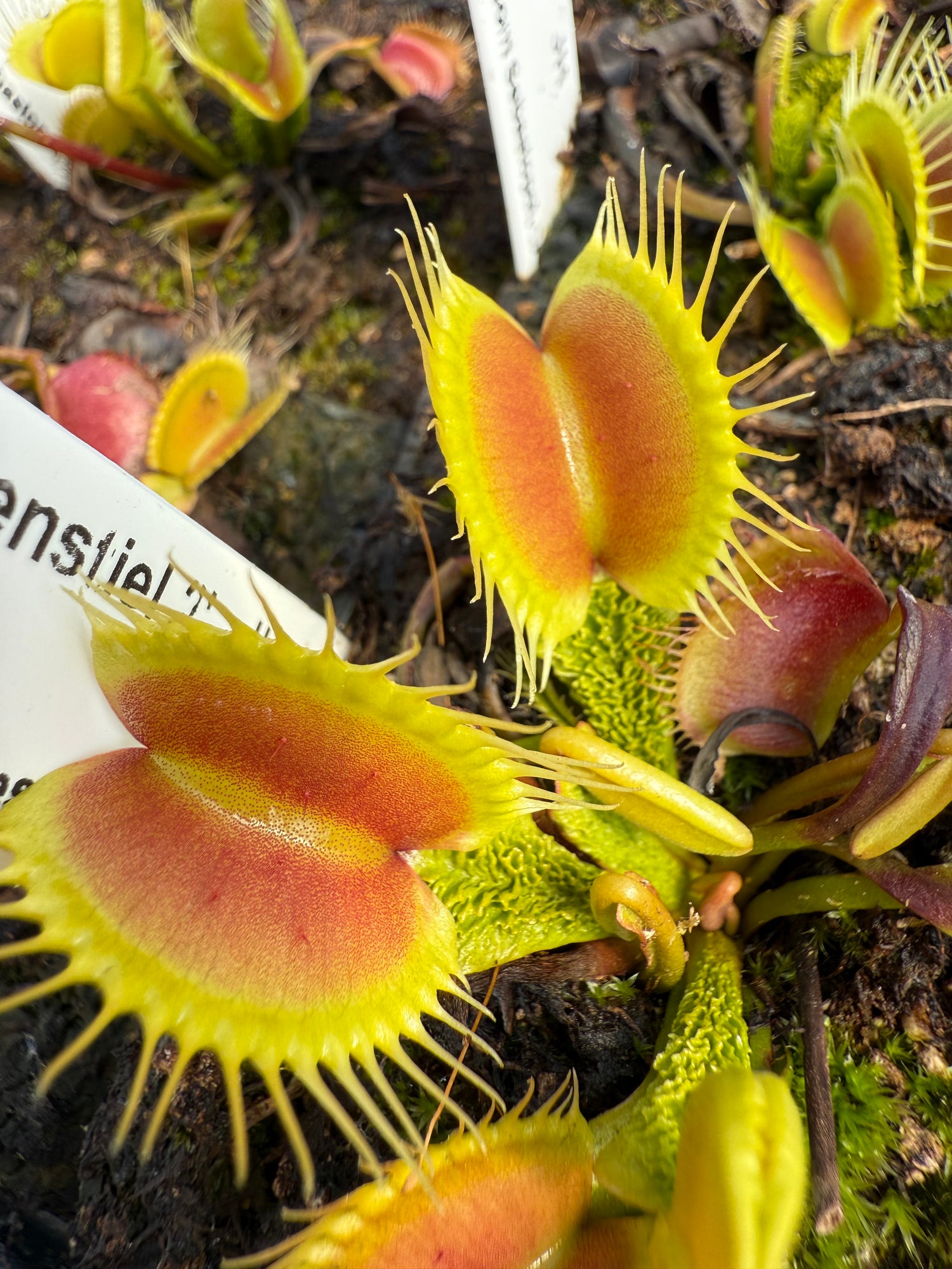 Dionaea m. 'Schuppenstiel 2' JH Potted